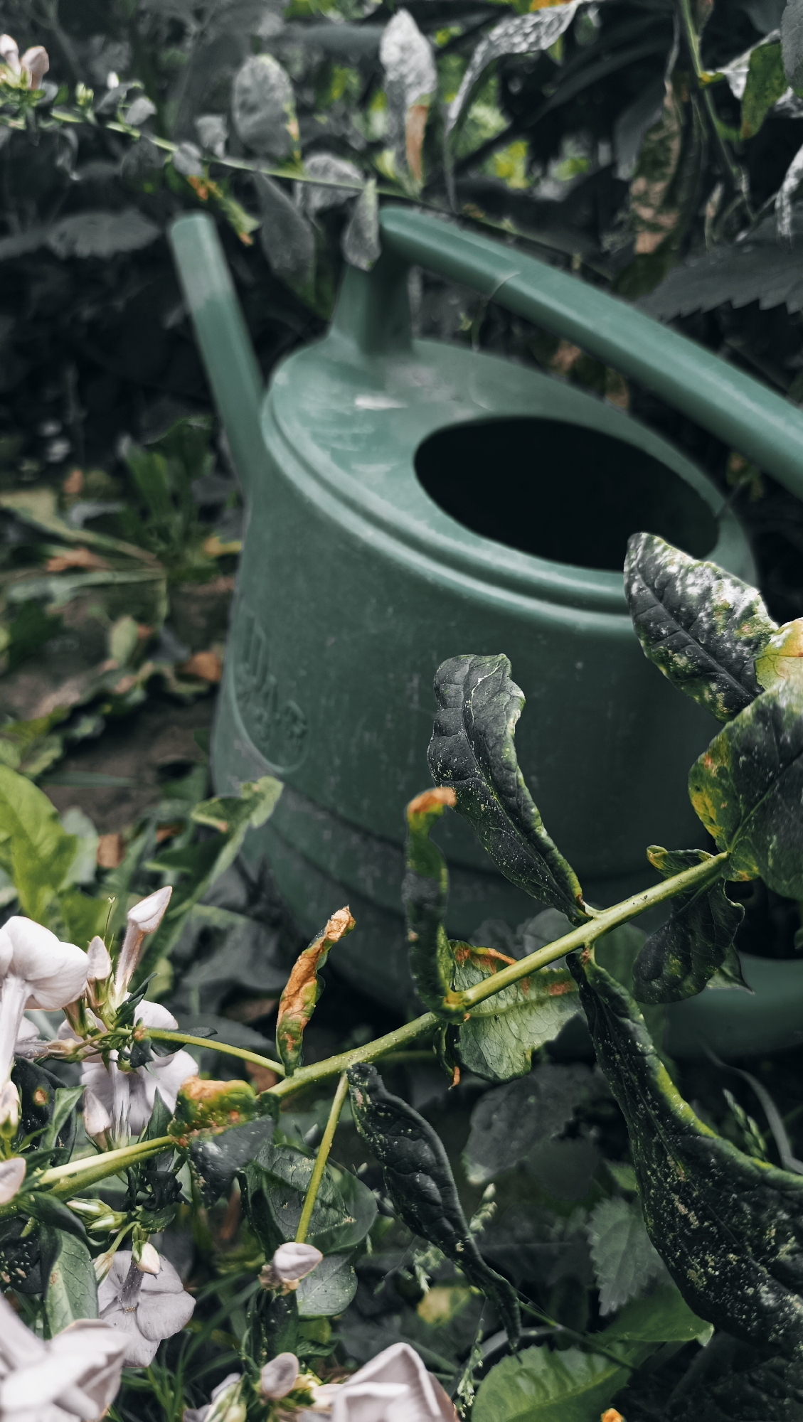 A close-up, low-angle shot features a dark green watering can resting among lush green foliage and a few delicate white and purple flowers. The watering can is positioned in the center of the frame, with its spout extending to the left and its handle curving towards the top right. The surrounding vegetation is densely packed, with some leaves appearing dry and brittle, tinged with brown and yellow. The background is a blur of dark green, suggesting a garden or natural outdoor setting. The image is devoid of any human presence or activity. The scene does not provide any specific indicators of its location within the city of Karsha, Russia.
