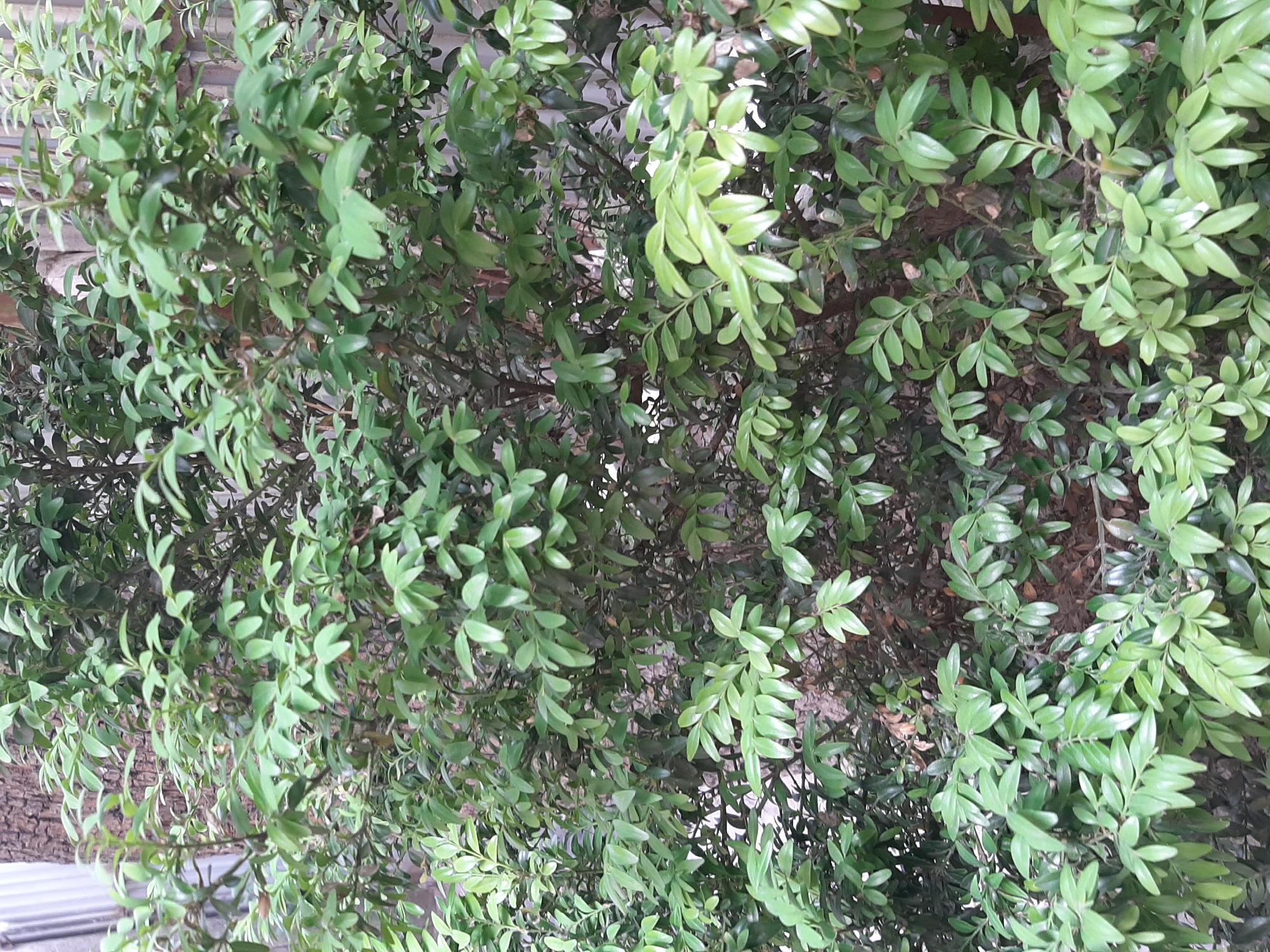 The image displays a dense, green shrub with many small, oval-shaped leaves. The shrub is growing in an outdoor urban environment. In the background, the texture of a tree trunk is visible to the left, and a vertical striped fence or wall is visible to the right. The lighting suggests it is daytime. There are no people or animals present. The specific location in Lviv, Ukraine, cannot be determined from the visual information provided in the image.