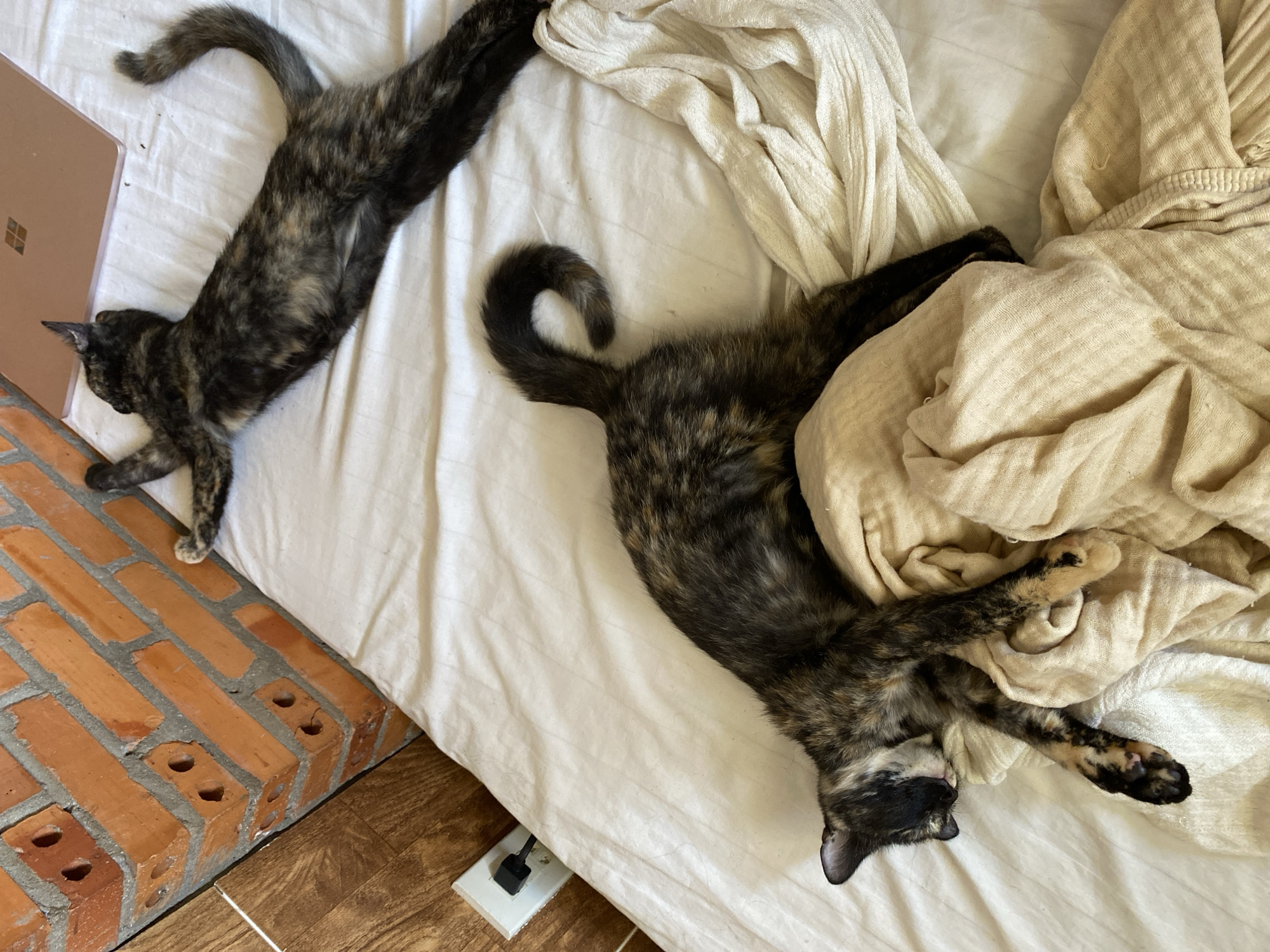 The image depicts two tortoiseshell cats on a white bed in a bedroom setting. A brick border is visible at the lower left of the frame, adjacent to wood-look flooring. A Microsoft Surface laptop is also present, positioned next to one cat. Cream-colored blankets or fabrics are draped on the bed. An electrical outlet and plug are visible near the right edge of the bed. The location is not discernible as being in Mũi Né, Vietnam from the visual information provided.