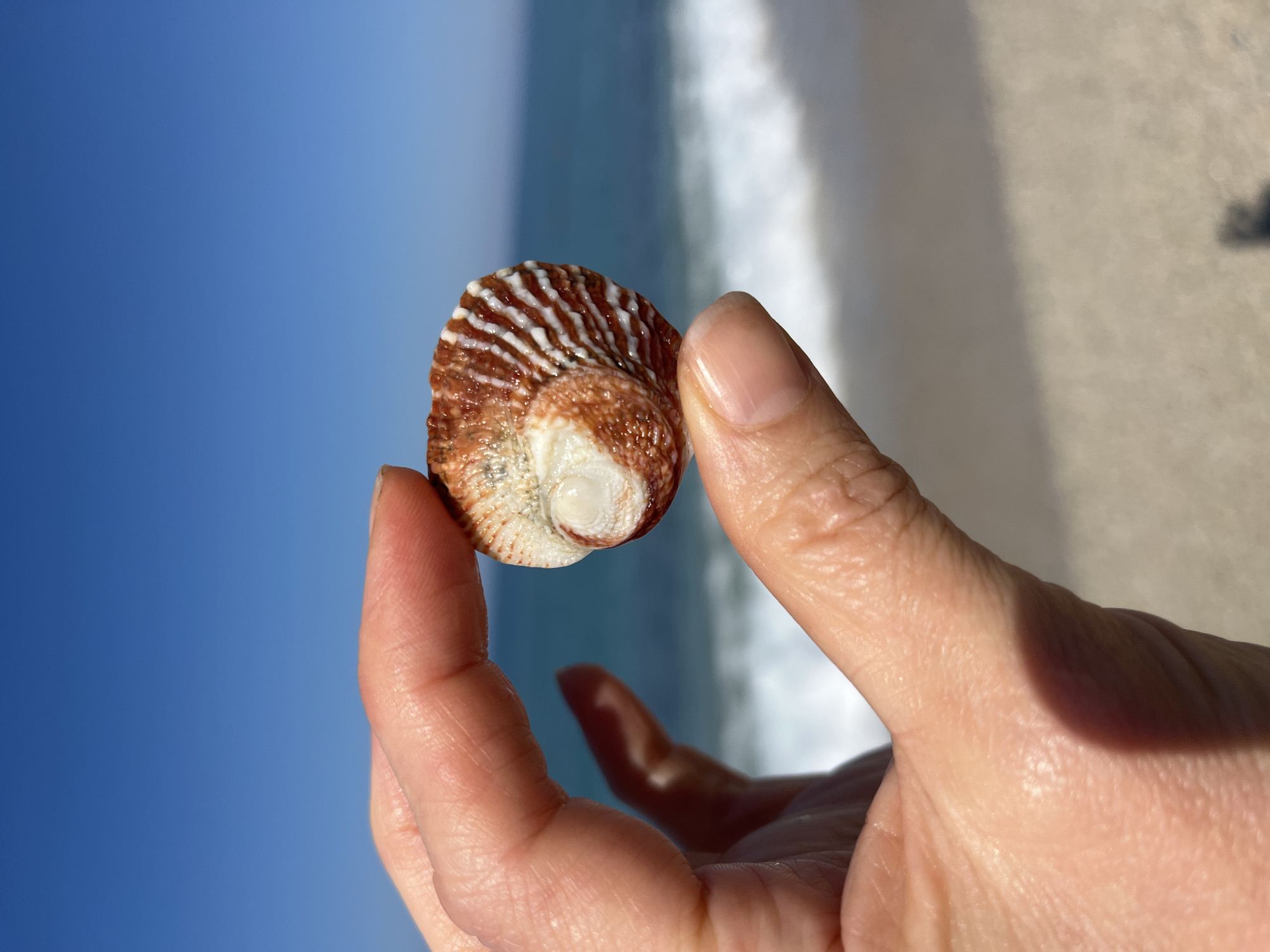 A hand holds a small, brown and white striped seashell, appearing to be a sundial shell. The background features a blurred view of a beach with light sand and turquoise water. This suggests a coastal setting, potentially on a beach in Alanya, Turkey. The focus is on the shell held in the foreground, and the hand is slightly blurry. The sky is a clear blue, adding to the seaside ambiance.
