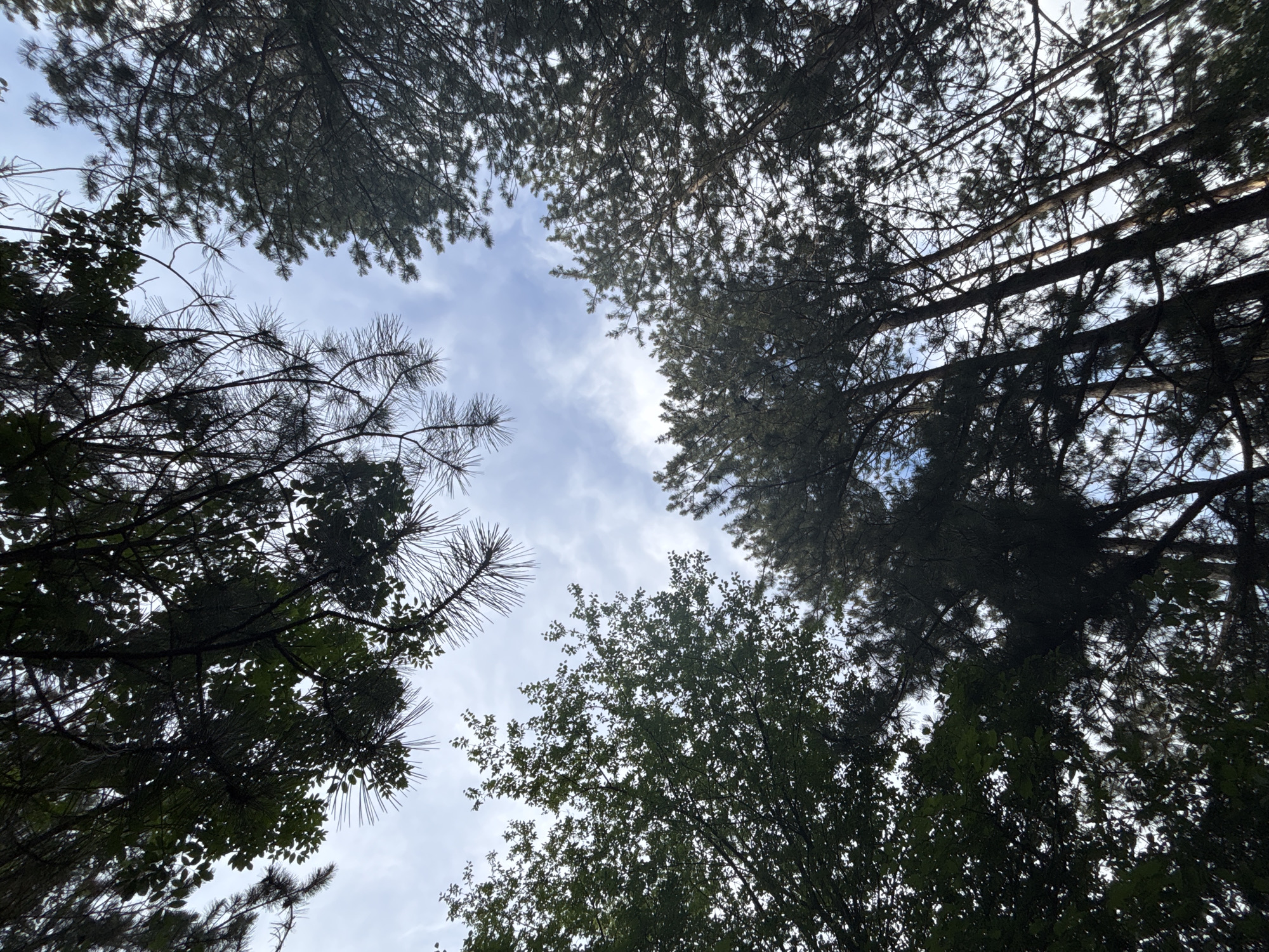 The image is a low-angle, upward shot of a forest canopy against a cloudy blue sky. Tall, dark green pine trees dominate the foreground and middle ground, their branches and needles creating a dense, dark pattern. Some deciduous trees with lighter green foliage are visible on the left side of the frame. The sky is partially obscured by the trees, with patches of blue sky visible between the branches and interspersed with white clouds. The overall impression is one of a dense forest, looking up from the ground. The scene is devoid of any people or man-made objects.