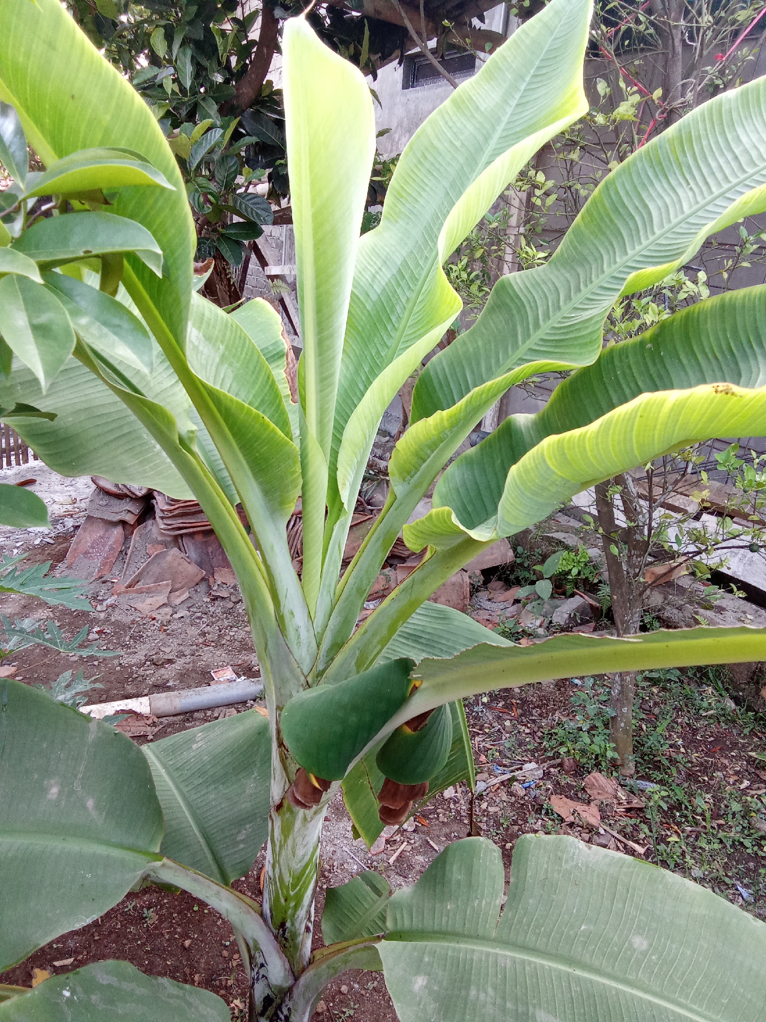 This is a medium-shot, eye-level, outdoor photograph of a young banana plant in Subang, Indonesia. The plant is green and healthy, with large, broad leaves. There is evidence of a small banana bunch starting to form on the plant. The ground around the plant is covered with dirt, small stones, and some scattered debris, including pieces of broken terracotta tiles and a grey plastic pipe. In the background, there are other plants, trees, a wooden fence, and part of a building with a corrugated roof. The lighting suggests it is daytime, possibly late afternoon due to the soft light.