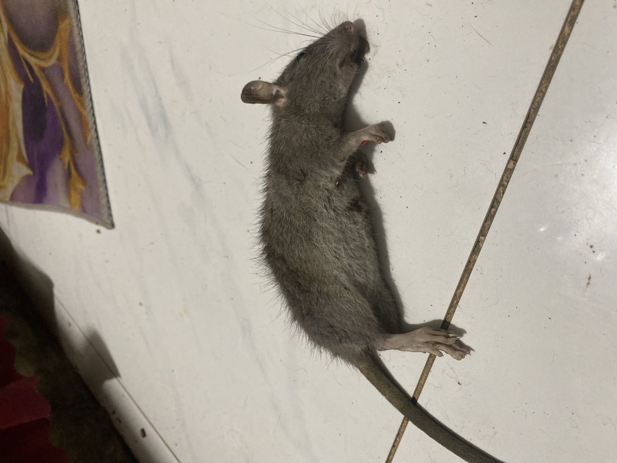 The image depicts a deceased rat on a tiled floor in Davao City, Philippines. The rat, appearing to be an adult, is lying on its left side with its head oriented towards the right of the frame. Its fur is dark greyish-brown and somewhat bristly. A small reddish stain is visible on its right side, near the foreleg. The animal's whiskers are prominent, and its eyes appear closed. Its long, scaled tail extends towards the lower-left corner of the image. The floor consists of white ceramic tiles with dark brown grout lines, which are slightly soiled with small specks of debris and possibly animal hair. In the upper-right background, a section of a patterned rug or mat with purple and gold designs is visible. The upper-left background shows a dark area with a reddish edge, possibly a piece of furniture or an object casting a shadow. The scene is illuminated by an overhead light source. No human subjects or active interactions are present.