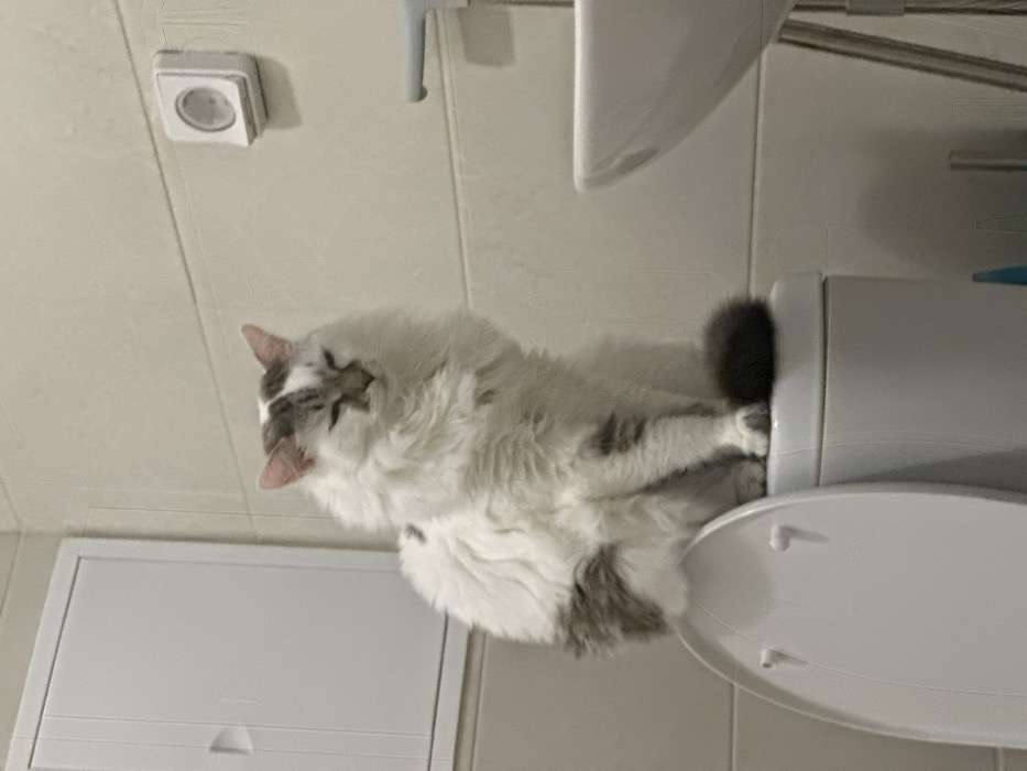 The image displays a domestic long-haired cat seated atop the tank of a white ceramic toilet in a bathroom located in Khimki, Russia. The cat's fur is predominantly white with several distinct greyish-brown patches, visible on its head, back, and hind legs. Its eyes appear partially closed. The cat's body is oriented slightly to the right of the frame, with its dark, fluffy tail resting against the rear of the toilet tank. The toilet seat is in an upright position, leaning against the tank. The bathroom walls are constructed with light-colored rectangular tiles, featuring horizontal grout lines. A white electrical outlet is affixed to the tiled wall on the right side of the frame. The lower portion of a white ceramic sink, including a light grey faucet and part of its metallic stand, is visible on the far right. A white rectangular access panel or cabinet door is present on the upper left wall.