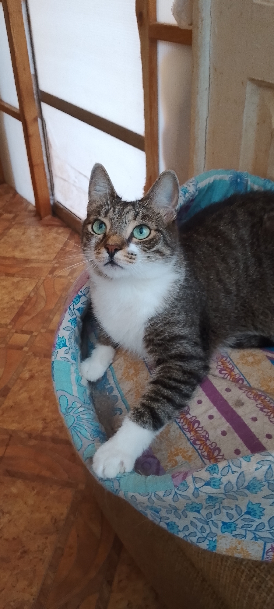 A tabby cat with green eyes is lying on a circular pet bed with a colorful floral and striped pattern. The cat is mostly grey and white with dark tabby markings. Its front paws are visible, one extended forward. The pet bed is placed on a tiled floor with a wood-like pattern. In the background, there is a wooden structure, possibly part of a window frame or screen, with a translucent white material behind it. The scene appears to be indoors. The location is the city of Belgorod, Russia.