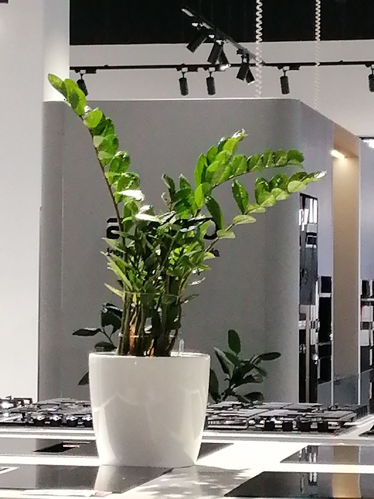 A potted green plant with waxy leaves sits in a white ceramic pot. The plant is centered in the foreground, with its leaves extending upwards and outwards. Behind the plant, a grey wall curves around the corner, and a track lighting system with multiple spotlights is mounted on a black ceiling. To the right of the grey wall, a tall, narrow structure with a reflective surface and vertical black and white rectangular patterns is visible. The plant sits on a dark, glossy surface that reflects the light and the objects around it. The scene appears to be indoors, possibly in a modern commercial space or showroom, with clean lines and minimalist decor. There are no people visible in the image. The location of Rostov-on-Don, Russia is not discernible from the visual information provided in the image.