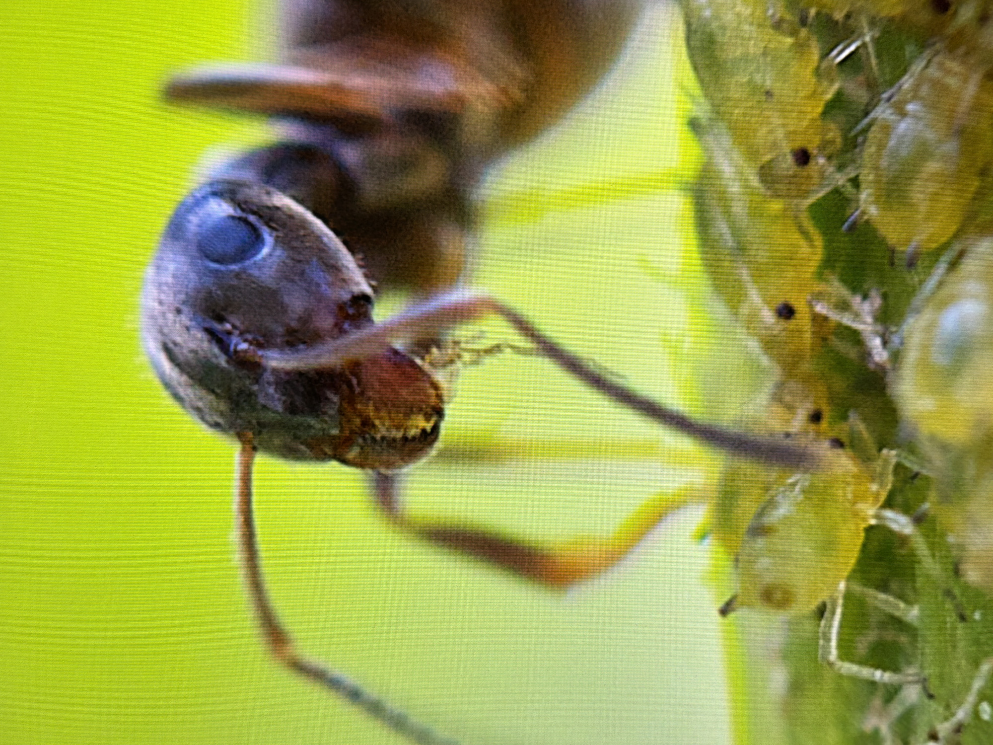 This is an extreme close-up, macro photograph of an ant interacting with a group of aphids. The ant's head, featuring a large compound eye and antennae, is in sharp focus in the upper portion of the frame. Its dark exoskeleton contrasts with the bright, almost neon green background, which appears to be foliage or a plant. Below the ant, several small, translucent, yellowish-green aphids are visible, clustered together on what looks like a leaf surface. The aphids have small dark eyes and delicate legs. The ant appears to be either tending to or feeding on the aphids, a common symbiotic relationship where ants "farm" aphids for their honeydew. The scene is rendered with a shallow depth of field, with the background softly blurred. The image's pixelation suggests it was captured by a digital camera and possibly displayed on a screen. There is no information or visual evidence within the image that would indicate its location in Kyiv, Ukraine.