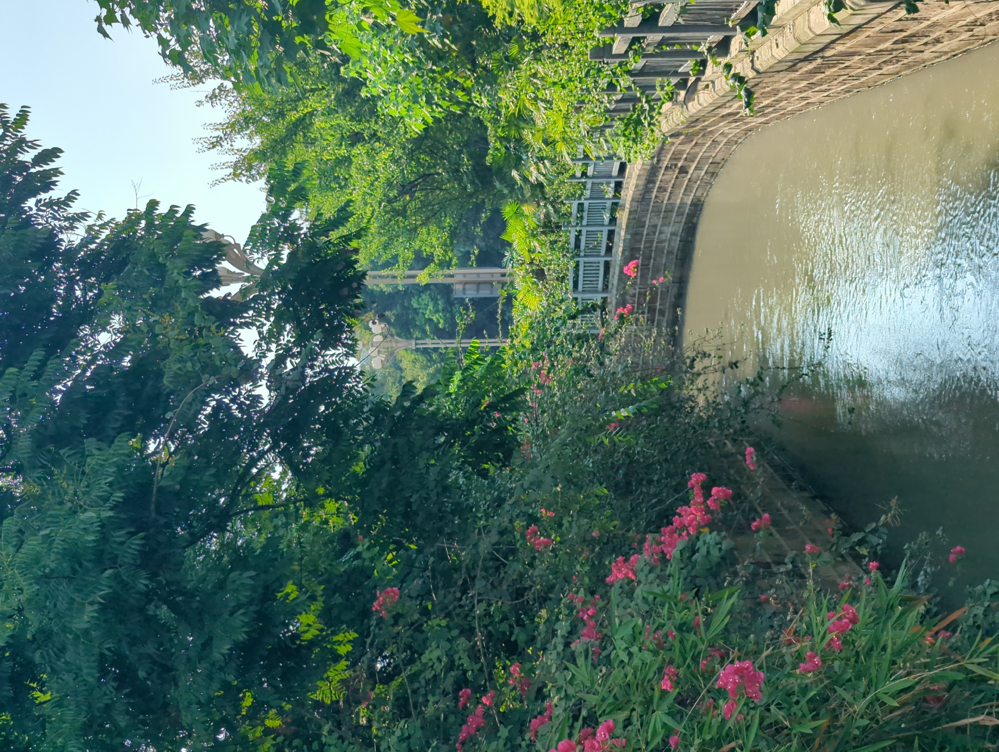The image depicts a scenic canal in the Jinniu District of China, characterized by lush greenery and a gentle waterway. The canal's banks are lined with a curved, stone wall, topped with a light grey wooden railing that follows the canal's path. On the left bank, vibrant pink flowers bloom abundantly among dense green foliage, with bamboo-like leaves interspersed. The right bank also features dense green vegetation. The canal water is a murky, greenish-brown color, reflecting the overcast sky. In the background, several utility poles with lights and wires are visible amidst more trees. The overall scene suggests a tranquil, natural setting within an urban environment.