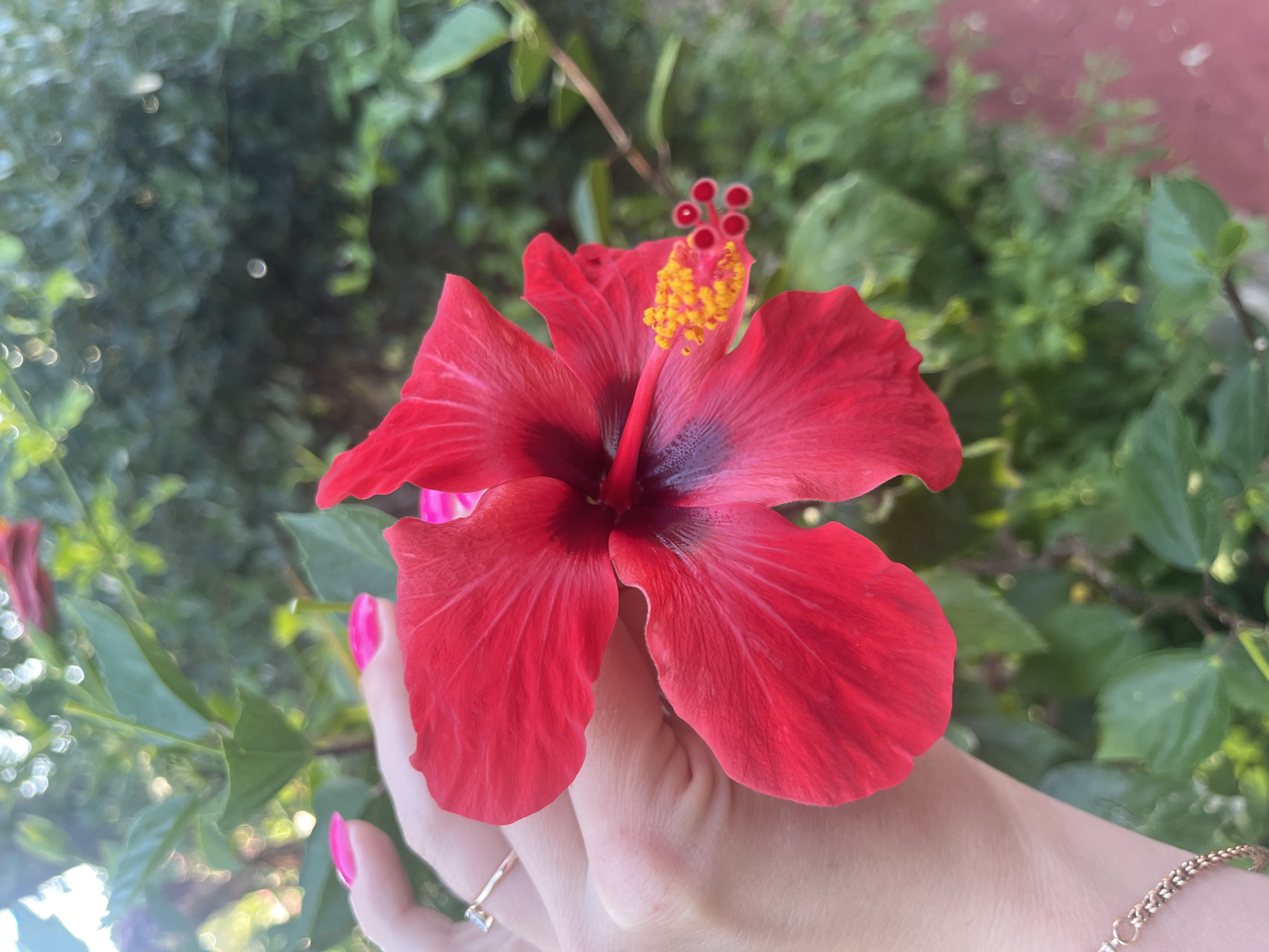 An over-the-shoulder shot shows a person's hand holding a vibrant red hibiscus flower. The hand, with bright pink fingernails, is delicately supporting the bloom, allowing its intricate details to be seen. The flower's petals are a deep red, with a darker maroon center and a prominent stamen tipped with bright yellow pollen. In the background, lush green foliage and dappled sunlight suggest an outdoor setting, possibly a garden or park. The blurred greenery and hints of sunlight bokeh create a soft, natural ambiance. The environment appears to be a tropical or subtropical climate, characteristic of coastal regions like Alanya, Turkey, known for its lush vegetation and abundant flowering plants. The overall scene evokes a sense of natural beauty and tranquility.
