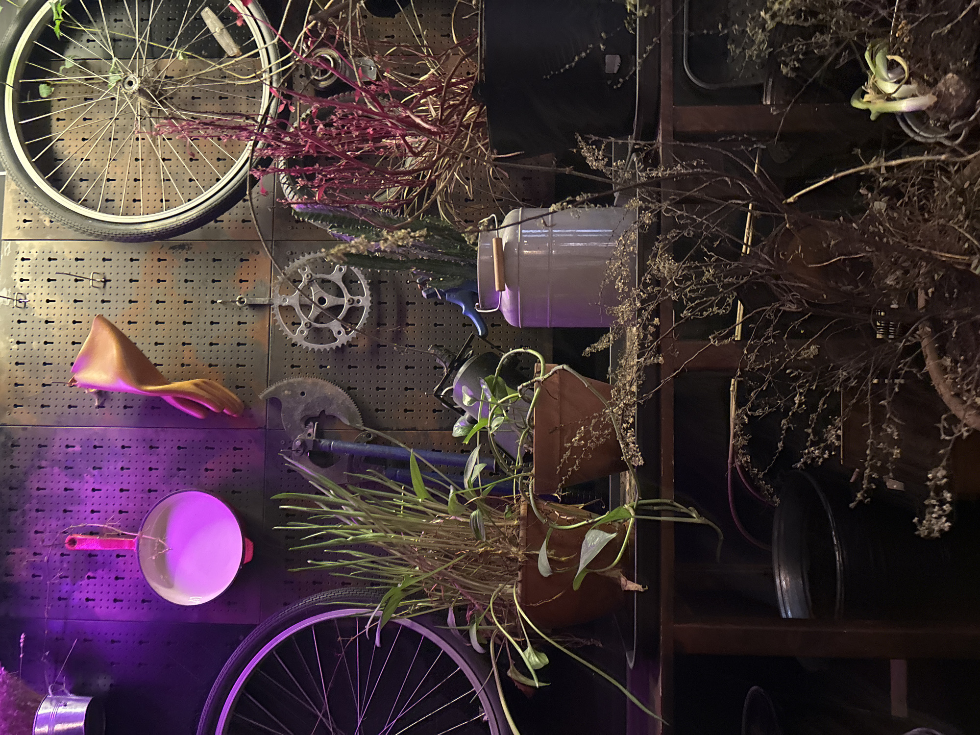 The image depicts a cluttered shelf in what appears to be a workshop or storage area, possibly located in Saint Petersburg, Russia. The wall behind the shelf is a pegboard, adorned with various items. A bright pink frying pan hangs from a hook, illuminated by purple light. To its right, a yellow object, possibly a funnel or a piece of clothing, is also displayed. A bicycle wheel is mounted on the pegboard, as is a silver gear.
On the shelf, several potted plants are arranged. The largest pot contains tall, grass-like plants and trailing vines. Next to it, a smaller terracotta pot holds a plant with thinner stems and leaves. Further to the right, a light-colored container holds a cactus and another plant with vibrant red stems. In front of these, a dark pot contains a sparse, dry plant.
In the lower portion of the image, more shelving is visible, with dark containers and additional dried plants. A small green sprout emerges from the soil in one of the lower pots, suggesting a continued cycle of growth. The overall impression is one of a space filled with a mixture of tools, decorative elements, and living plants, with a dimly lit, ambient atmosphere.