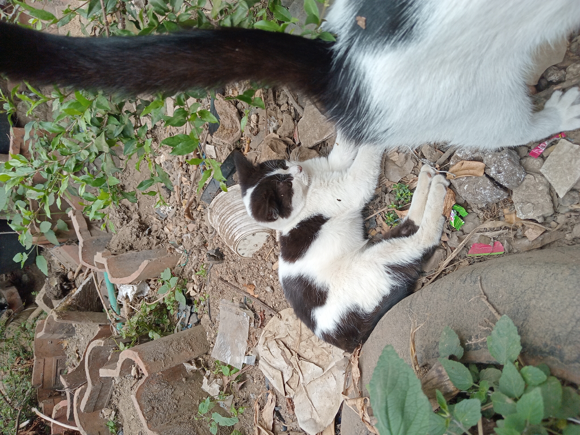 In Claket, Indonesia, a black and white kitten lies on a rough, dirt ground, surrounded by debris. The kitten is positioned in the lower left of the frame, facing right with its head resting on its paws. Its fur is primarily white with black patches on its head and body. Behind the kitten, the hindquarters and tail of a larger black and white cat are visible, obscuring a portion of the scene. The environment appears neglected, with broken terracotta tiles, plastic waste, and dried leaves scattered across the ground. Green foliage grows in patches amongst the rubble, suggesting an outdoor, possibly urban or semi-urban, setting. The lighting indicates it is daytime.