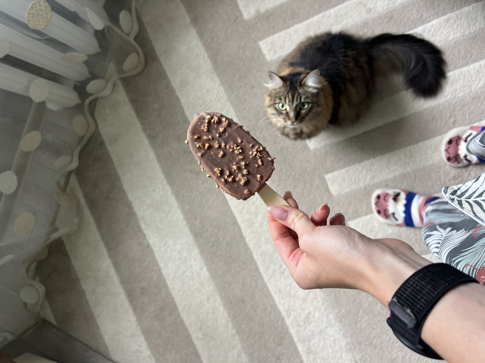 In a domestic setting, likely an apartment in Chaikovsky, Russia, a person is holding a chocolate-covered ice cream bar with nuts. The ice cream bar is positioned in the foreground, held by a hand with manicured fingernails. To the right of the ice cream, a fluffy tabby cat with green eyes is looking up at the viewer, suggesting it is interested in the treat. The cat is seated on a striped carpet. In the background, sheer curtains with a polka dot pattern are visible. The person is wearing patterned socks and pajama bottoms, and a fitness tracker on their left wrist. The lighting suggests it is daytime, with light filtering in from a window.