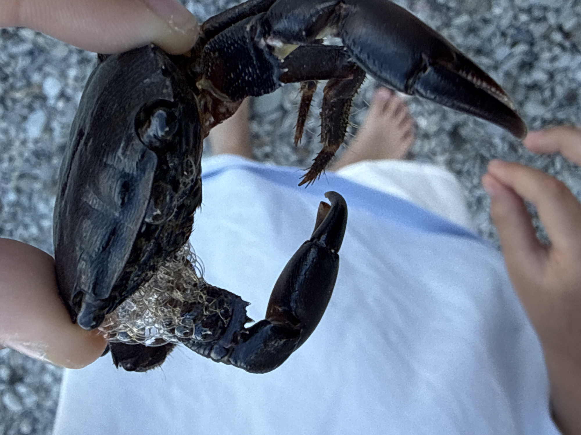A close-up photograph shows a dark crab being held by a person. The crab is dark in color and appears to have barnacles or other marine growth attached to its underside. It has two prominent claws. The person holding the crab has bare feet visible in the background, as well as another person's hand. The background is a mix of pebbles and white material, possibly a towel or cloth. The location is Unknown, Unknown.