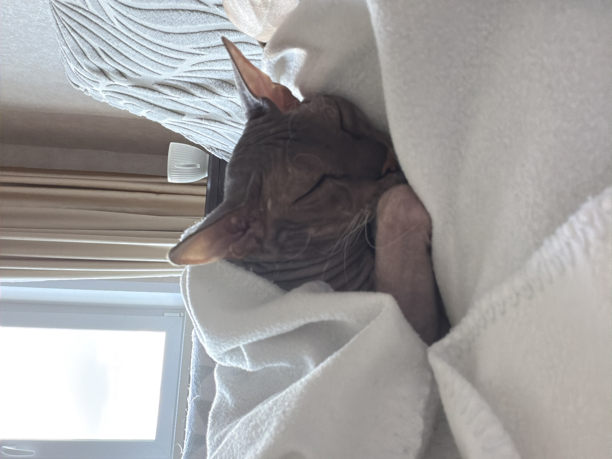 A hairless cat is sleeping, wrapped in a white blanket, on a piece of furniture that appears to be a sofa or bed. The cat is a Sphinx breed and is curled up, with its eyes closed. The blanket is soft and plush, and it covers most of the cat's body, leaving only its head and ears exposed. The background of the image is blurred but suggests an indoor setting with a window and curtains. The overall impression is one of comfort and tranquility. The location in Izhevsk, Russia, is not discernible from the image.