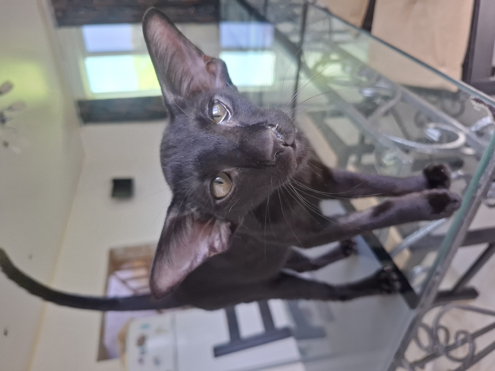 An unusual, low-angle shot captures a black Oriental Shorthair cat from below, looking up into the camera. The cat is positioned on a glass-topped table, with its body splayed out and paws visible on the transparent surface. Its large, pointed ears and striking green eyes are prominent features. The cat's fur appears sleek and short. The background is blurred, but hints of a well-lit interior with windows showing a sky suggest daylight. The reflection of the cat and its surroundings is visible on the glass tabletop, creating a slightly distorted and layered effect. The setting appears to be a home or a similar indoor environment. There is no visible text in the image. The image composition, with the upward perspective and the cat's direct gaze, creates a sense of curiosity and perhaps a playful interaction. The overall mood is dynamic and engaging due to the unique viewpoint.