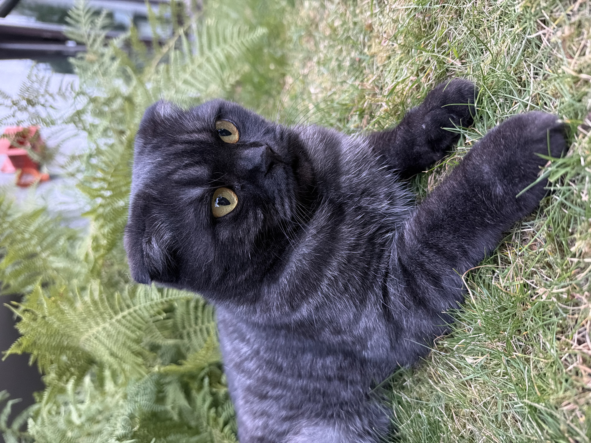A Scottish Fold cat with charcoal-colored fur and yellow eyes lies on green grass in front of lush green ferns and blurred foliage. The cat's ears are folded forward, and its gaze is directed slightly to the right. In the background, out of focus, a red object with a blurry white structure can be seen, possibly indicating a building or garden feature. The overall scene suggests an outdoor setting in a garden or yard.