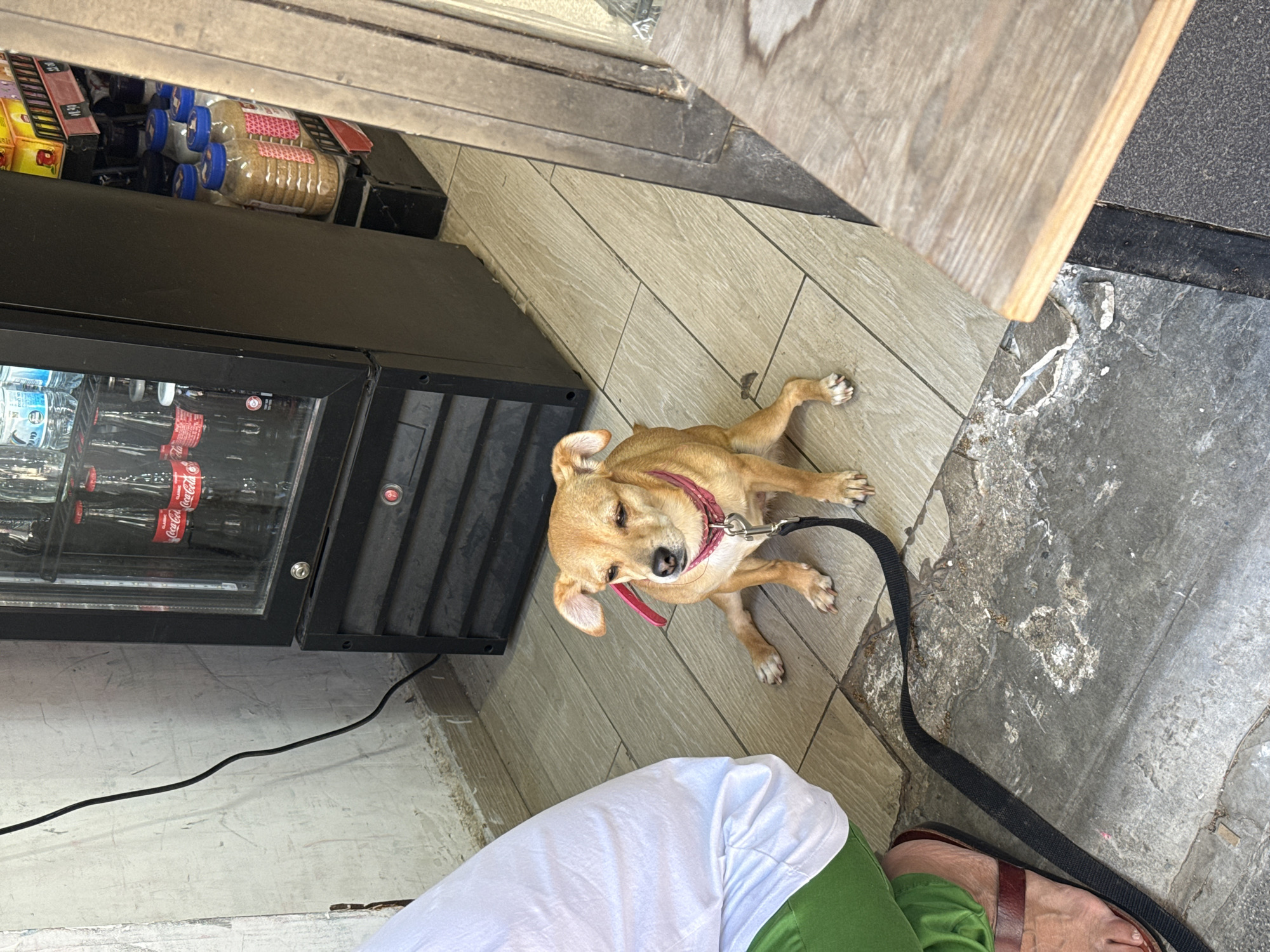 A small, tan dog with floppy ears and a pink collar lies on a tiled floor, looking up with its eyes partially closed. A black leash is attached to the dog's collar and extends to the right. In the background, a black refrigerator with a glass door displays bottles of Coca-Cola and other beverages. To the left of the refrigerator, a stack of packaged food items, including bottles with blue caps and packages of cookies, is visible. The scene appears to be outdoors, possibly in front of a store, with a wooden counter or shelf overhead. The lighting suggests it is daytime. The dog's relaxed posture and partially closed eyes might indicate contentment or warmth. There are no discernible emotional cues from any human subjects, as only a person's legs, wearing green pants and a white shirt, are visible in the foreground. The location context suggests this scene is in Tel-Aviv, Israel.