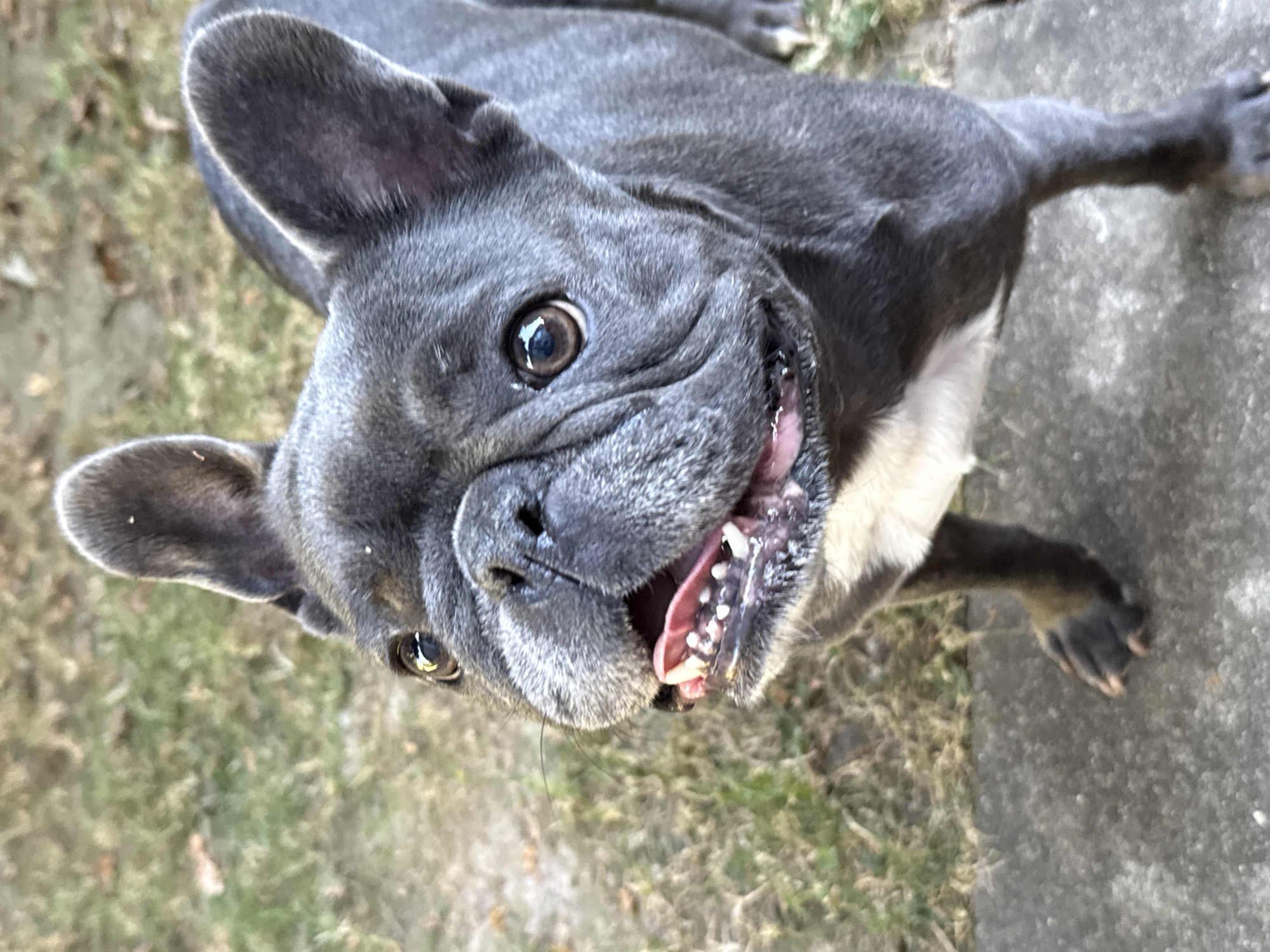 A close-up, eye-level outdoor photograph shows a blue French bulldog facing the camera with its mouth open and tongue visible. The dog has large, erect ears, dark eyes, and wrinkled facial features. Its fur is dark gray with a patch of white on its chest. The dog is standing on a concrete surface with a grassy area in the background. The image appears to be taken in Bad Sachsa, Germany, given the context of the surrounding information provided, although no specific landmarks of the city are visible in the frame. The lighting suggests it is daytime.
