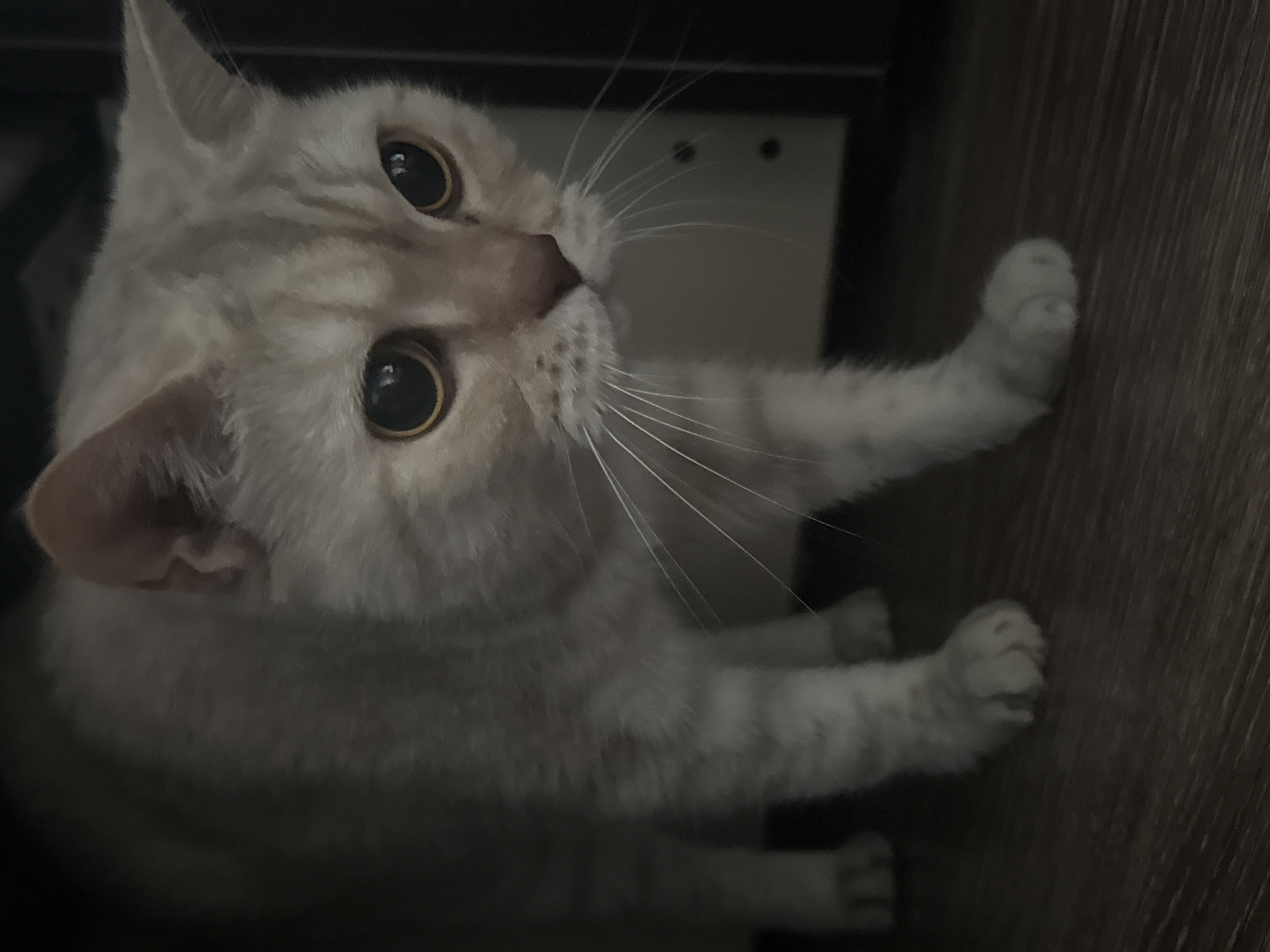 A light-colored cat with amber eyes is the primary subject. The cat is looking up and to the left. It is positioned near a wooden surface, possibly a shelf or cabinet. The cat's front paws are extended towards the right. The scene is dimly lit. There is no indication of the location being Chaikovsky, Russia.