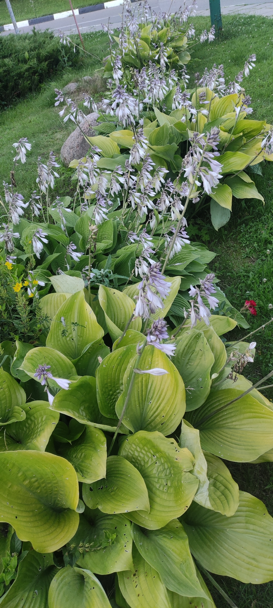 The image depicts a garden with hosta plants in bloom, located in Rosinka, Russia. The hosta plants have large, green leaves and are adorned with tall stalks bearing clusters of delicate, pale purple and white bell-shaped flowers. The flowers are mostly in the process of blooming, with some still in bud. The garden is surrounded by green grass. In the background, a paved road with white and black markings is visible, suggesting an urban or suburban setting. There are no people or animals present in the image.