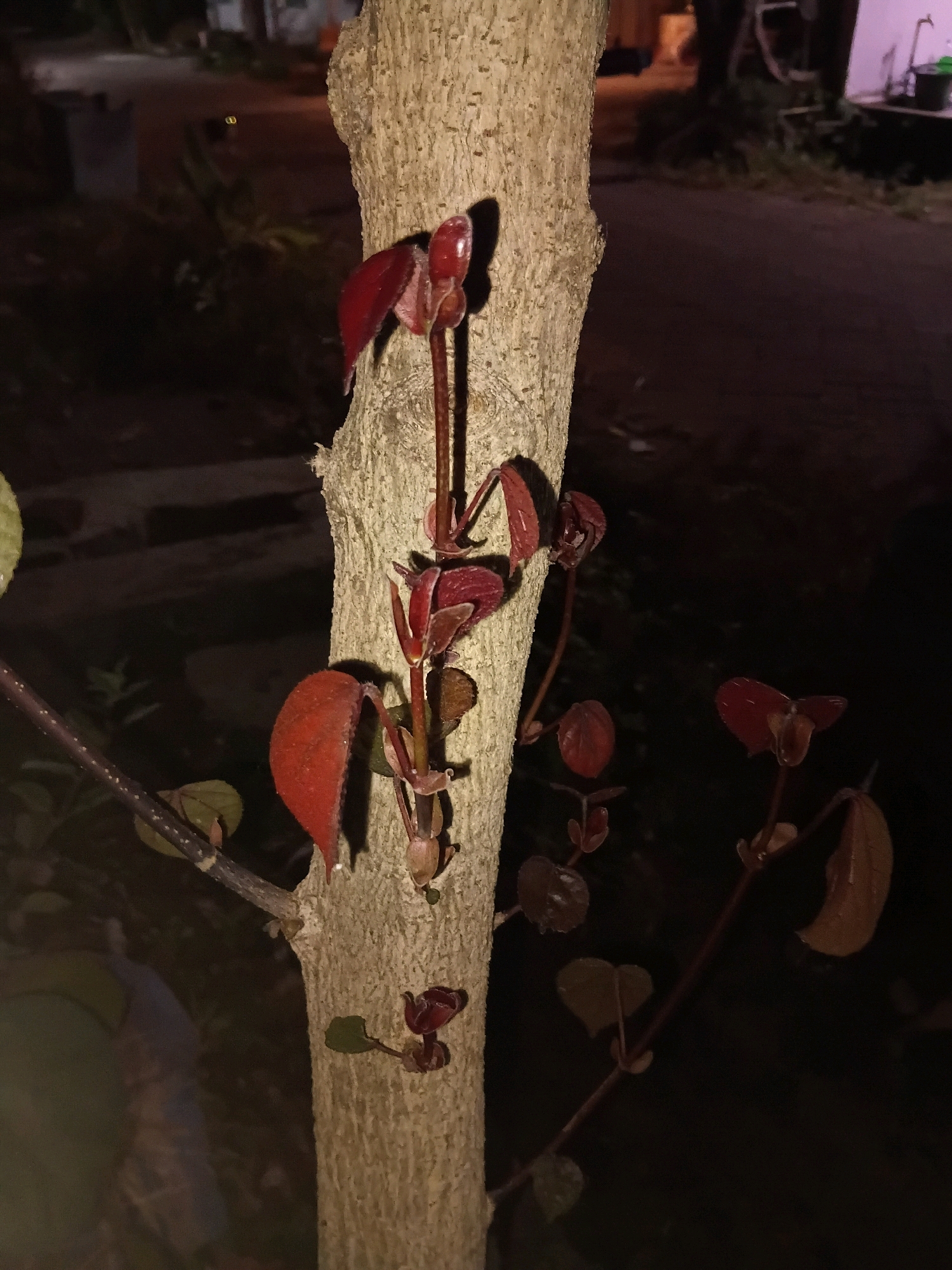 A close-up, dimly lit, vertical shot focuses on the trunk of a small tree with new red-tinged leaves sprouting from its branches. The textured bark of the tree trunk is prominent in the center of the frame. Several clusters of young leaves, varying in color from deep red to a reddish-brown, are visible on thin stems extending from the trunk. Some of these leaves are unfurling, while others are still tightly budded. The background is dark and out of focus, suggesting the image was taken at night. Hints of a paved surface and some greenery are faintly visible in the blurred background. The overall impression is one of new growth on a tree in a subdued, natural setting, possibly a garden or yard in Cikal, Indonesia.