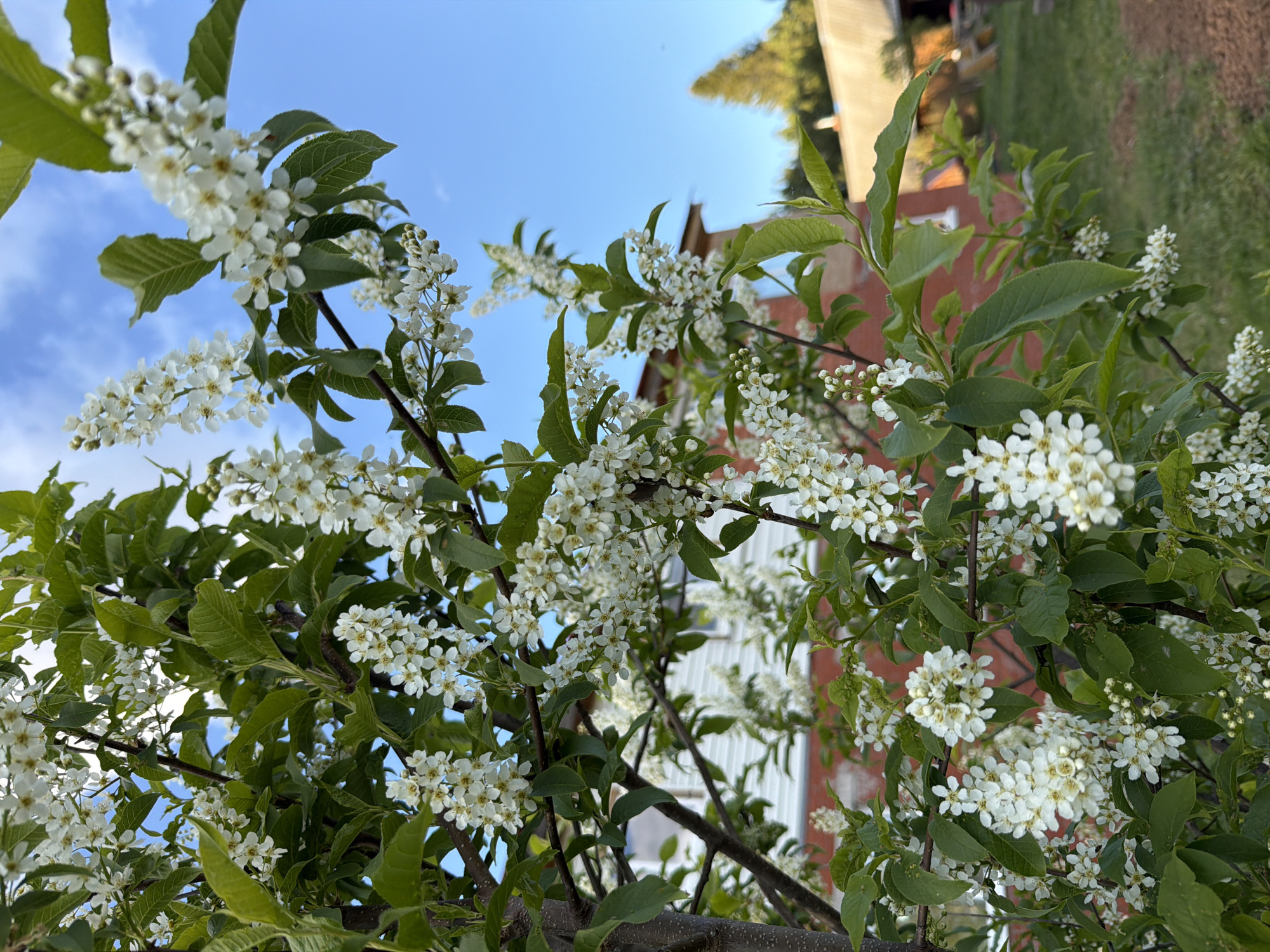 The image shows a close-up view of a flowering tree or shrub with white blossoms against a background of a partly cloudy blue sky and a building. The location is Кадряково, Russia. The tree's leaves are green, and the blossoms are small and clustered. A building is partially visible behind the tree. The scene appears to be outdoors during daylight hours.