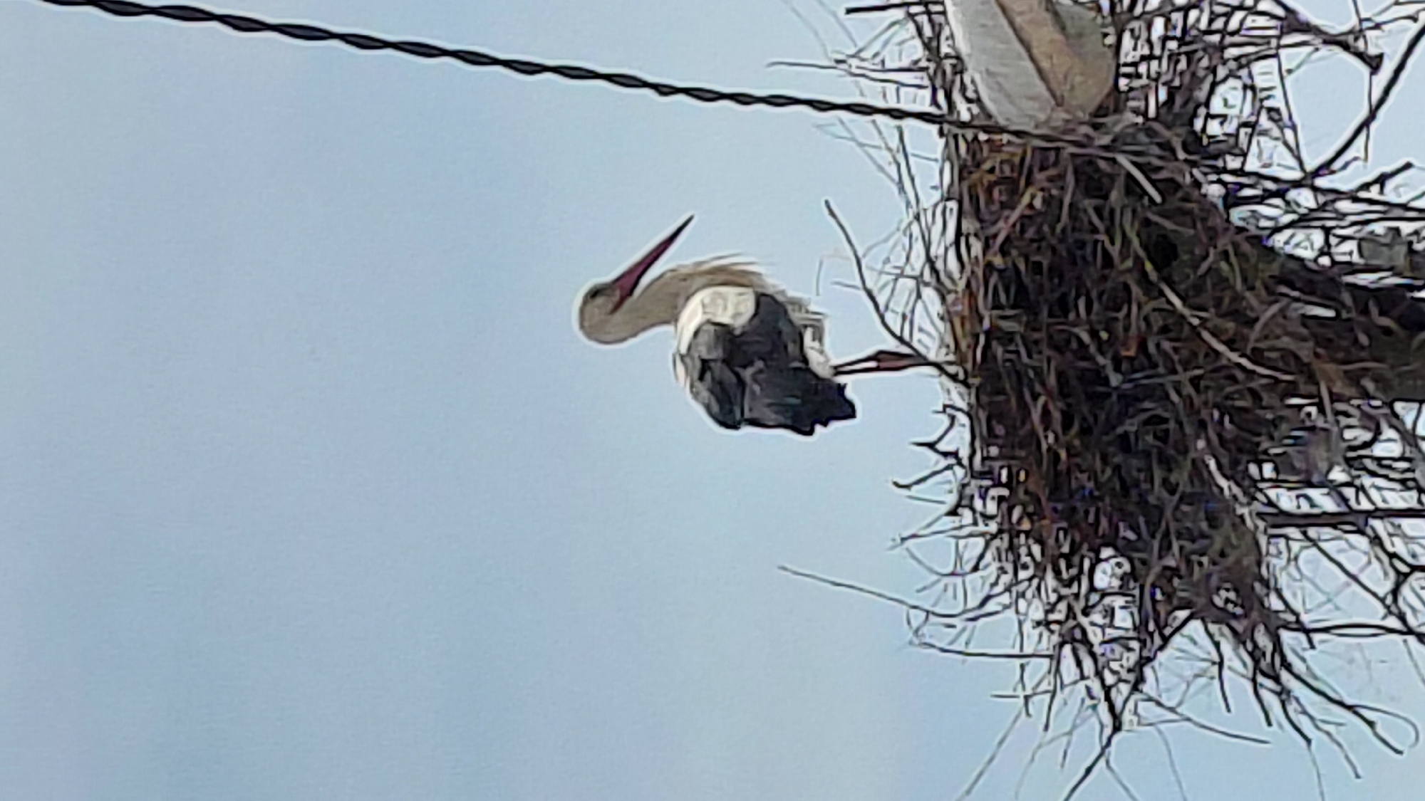 The image captures a white stork perched on the edge of a large, stick-built nest. The nest appears to be located on a utility pole or similar tall structure, with a dark, twisted cable running across the upper left corner of the frame above it. The stork, predominantly white with dark primary feathers visible on its back, is depicted with its head and long, reddish beak pointing upwards and slightly to the left. Its neck is bent, and some of its feathers appear ruffled, possibly from wind or preening. The background is a clear, light blue sky, indicating that the photograph was taken during daytime. There are no human subjects or visible text in the image. The scene conveys a moment of a stork at its nest in an outdoor setting.