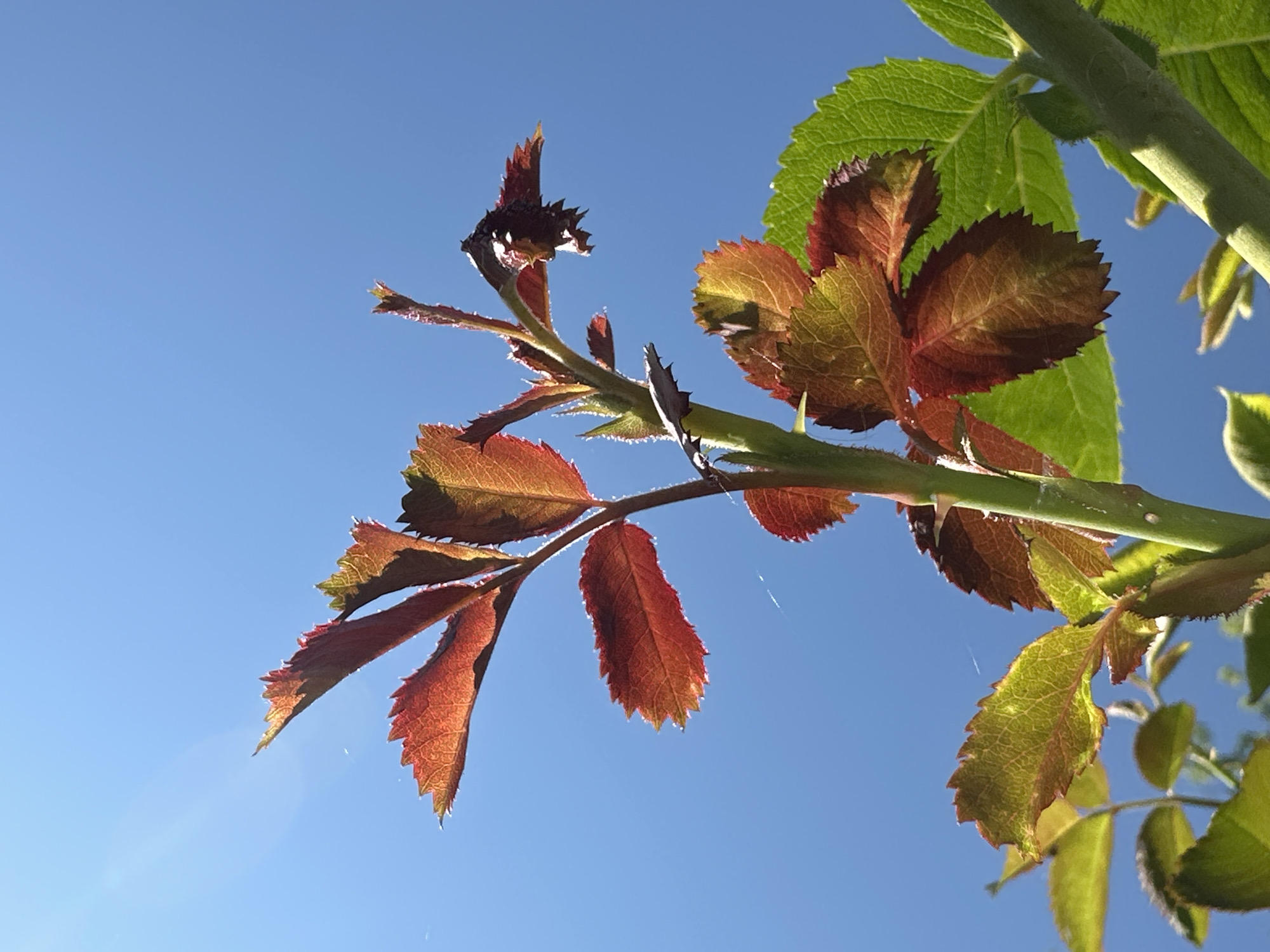 A low-angle close-up shot captures a rose branch against a clear blue sky in Lopashchyne, Ukraine. The branch features several leaves, with some displaying vibrant red and orange hues, while others are a healthy green. The sunlight highlights the serrated edges of the leaves and the delicate veins within them. A prominent green stem runs diagonally across the frame from right to left, with small, fuzzy hairs visible on its surface. The image is likely taken outdoors during daylight.