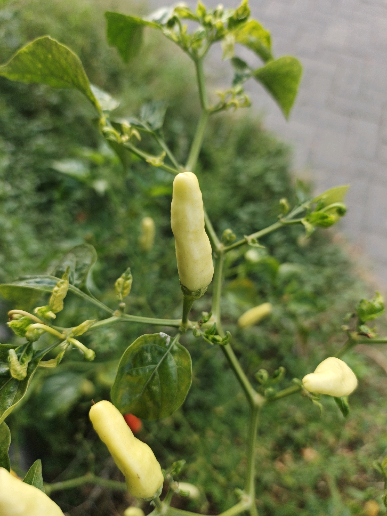 A close-up, slightly angled, eye-level shot depicts a cluster of unripe, pale yellow chili peppers on a green, leafy plant. The peppers are elongated with subtle curves. One prominent pepper is centered, while others are scattered around it, some appearing partially obscured by leaves. The plant's leaves are various shades of green, with some showing slight wilting or discoloration. The background is a soft blur of green foliage, suggesting an outdoor garden or natural setting. A hint of a light grey, paved surface is visible in the upper right corner. The image does not contain any people or visible actions. The specific location of Ketegan, Indonesia, is not discernable from the visual information in the image.