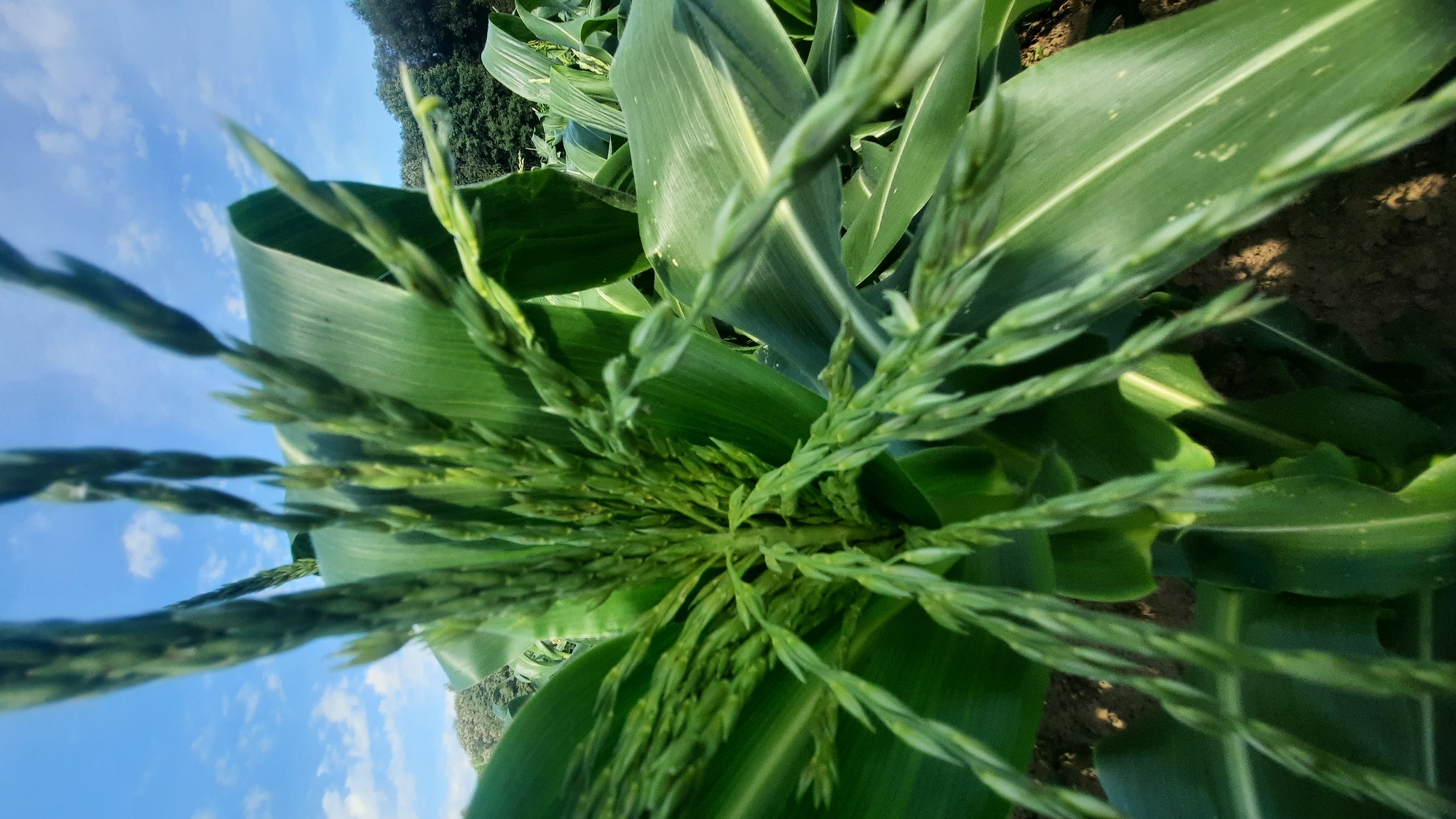 The image shows a close-up view of the tassel of a corn plant in a field. The tassel, which is the male reproductive part of the corn plant, is green and composed of many small spikelets. The leaves of the corn plant are also visible, with their characteristic long, strap-like shape and prominent central veins. In the background, more corn plants can be seen, as well as a line of trees against a blue sky with scattered clouds. The ground beneath the plants appears to be soil. The scene is likely an agricultural field. Without further information, it is impossible to determine the specific location within the city of Шклоў, Belarus.