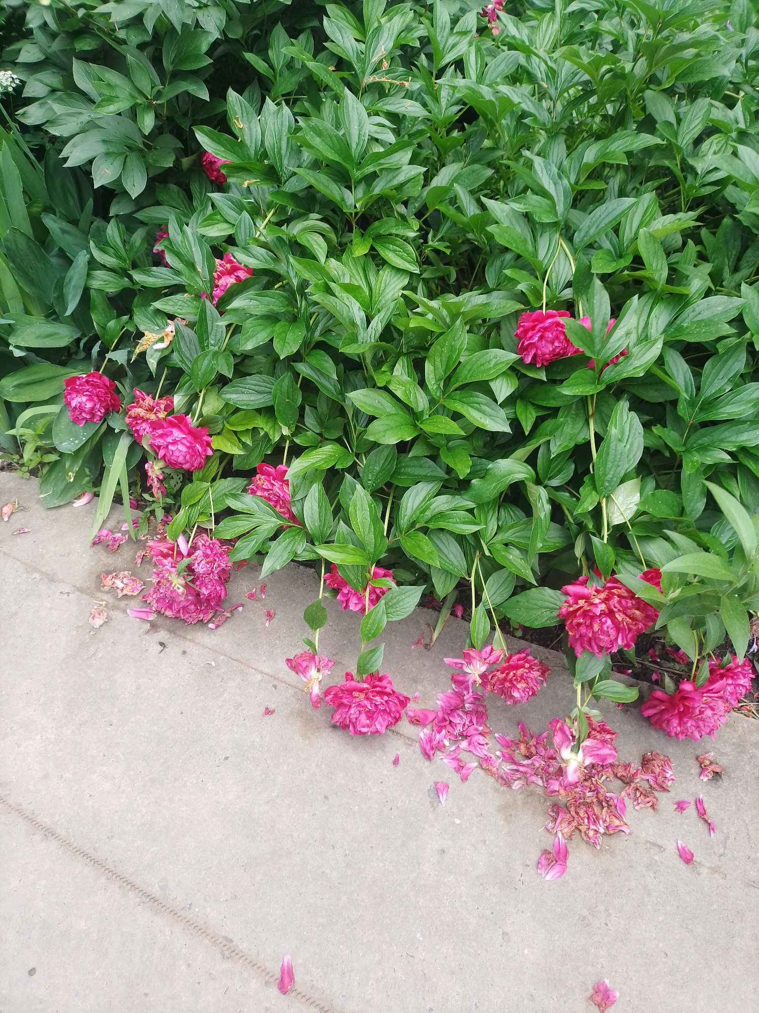 The image shows a cluster of pink peonies and fallen petals on a concrete path next to a dense bush of green foliage. The peonies are mostly in bloom, with some having already shed their petals. The scene appears to be outdoors, possibly in a garden or park. There are no people or animals visible in the image. The lighting suggests it is daytime, with overcast conditions. The image quality is moderate, with good color saturation and detail. It is not possible to determine the specific location within the city of Myrhorod, Ukraine, from the visual information provided.