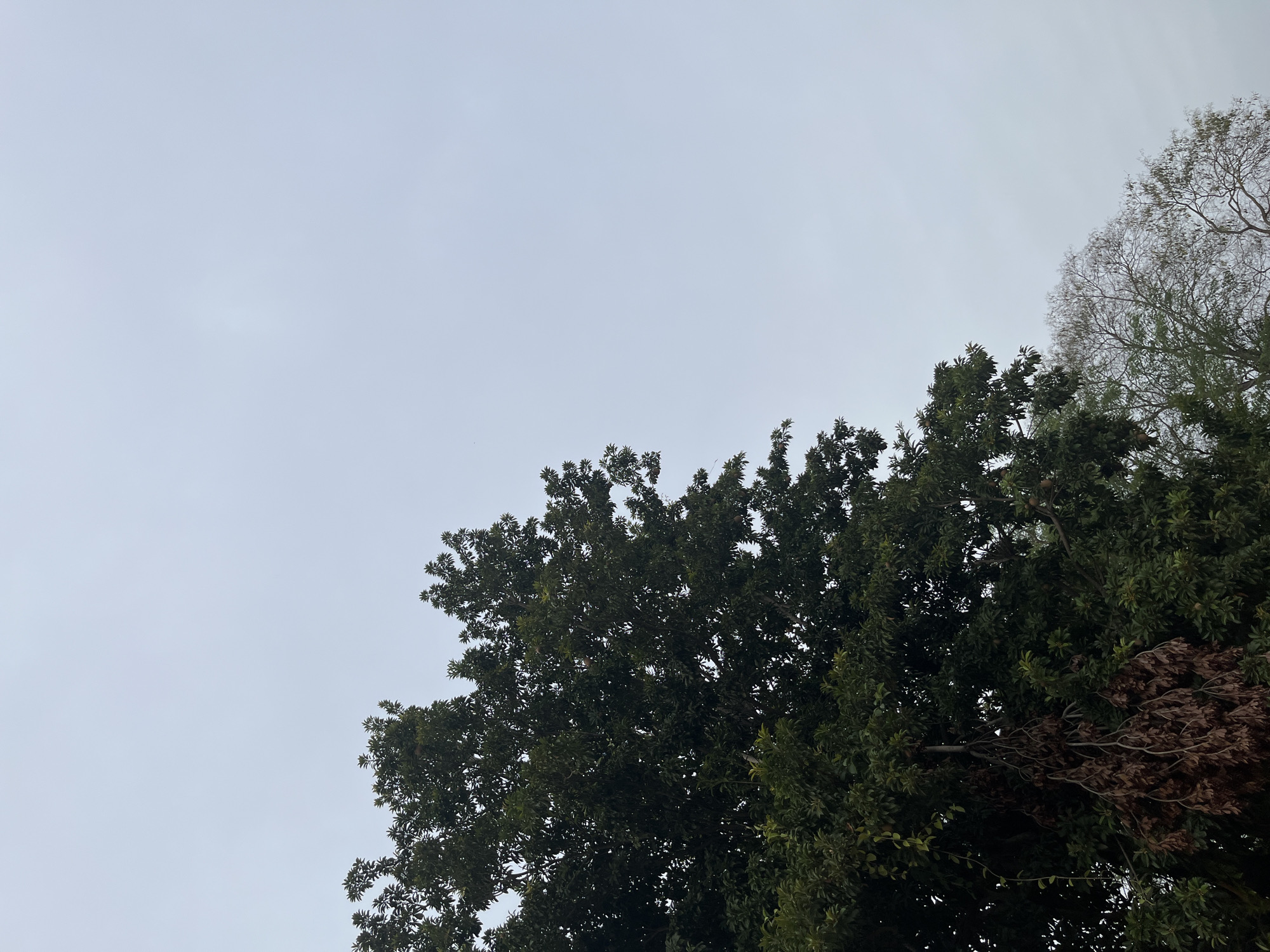 The image shows a view looking up at the sky and treetops. The sky is overcast, with a light gray color. A dense canopy of green leaves and branches fills the lower right portion of the image. Another tree with thinner, bare branches is visible behind the green canopy. No people or specific objects are visible other than the trees and sky. The location is stated to be Tinaquillo, Venezuela, but there are no visual indicators confirming this.
