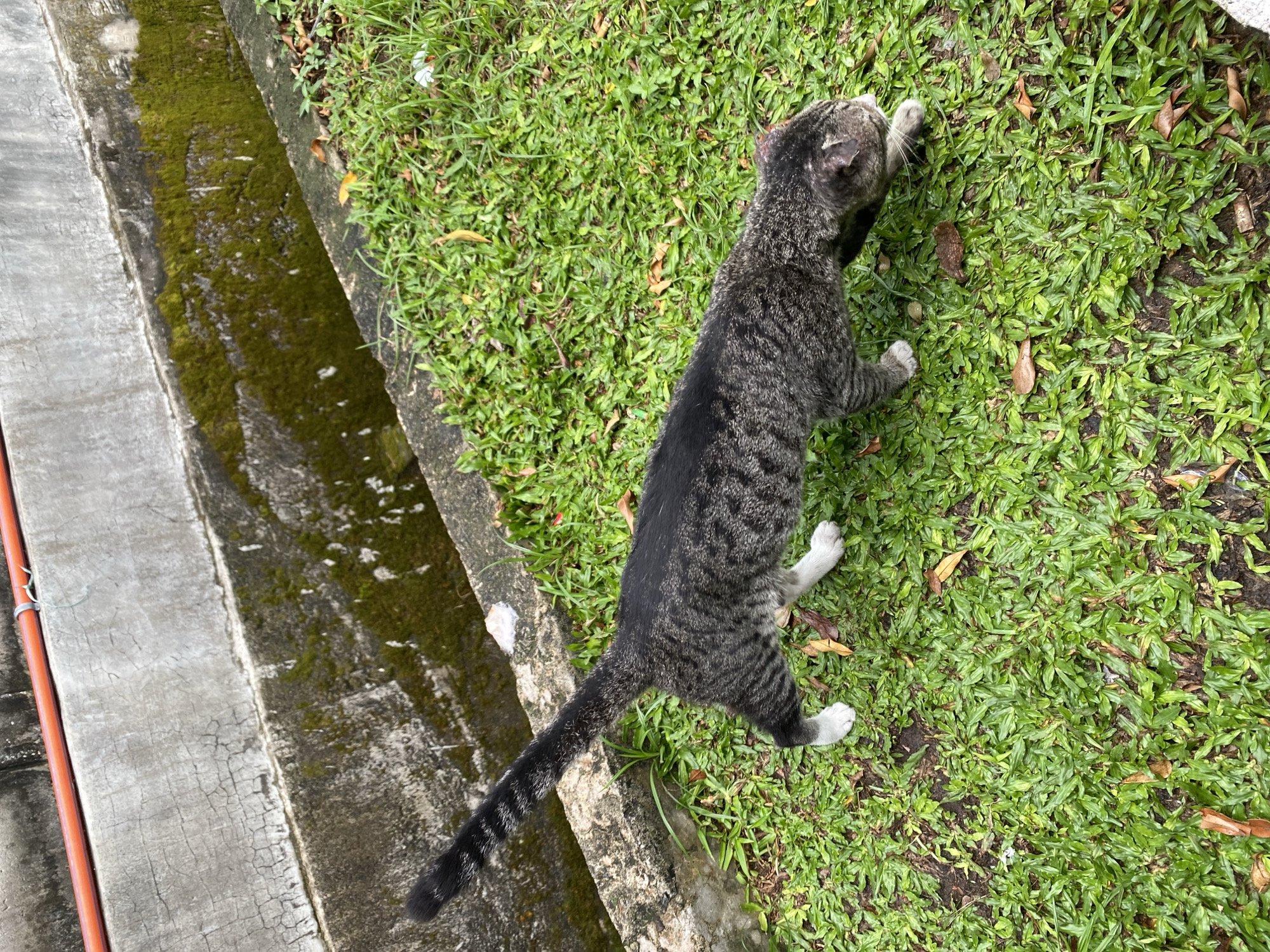 A tabby cat is walking on a patch of green grass next to a concrete drainage ditch. The ditch has moss growing on its sides. An orange pipe runs along the top edge of the ditch. The cat is facing right and is slightly hunched over. Its tail is raised and striped. The cat has white paws. The scene is located in Gambut Barat, Indonesia.