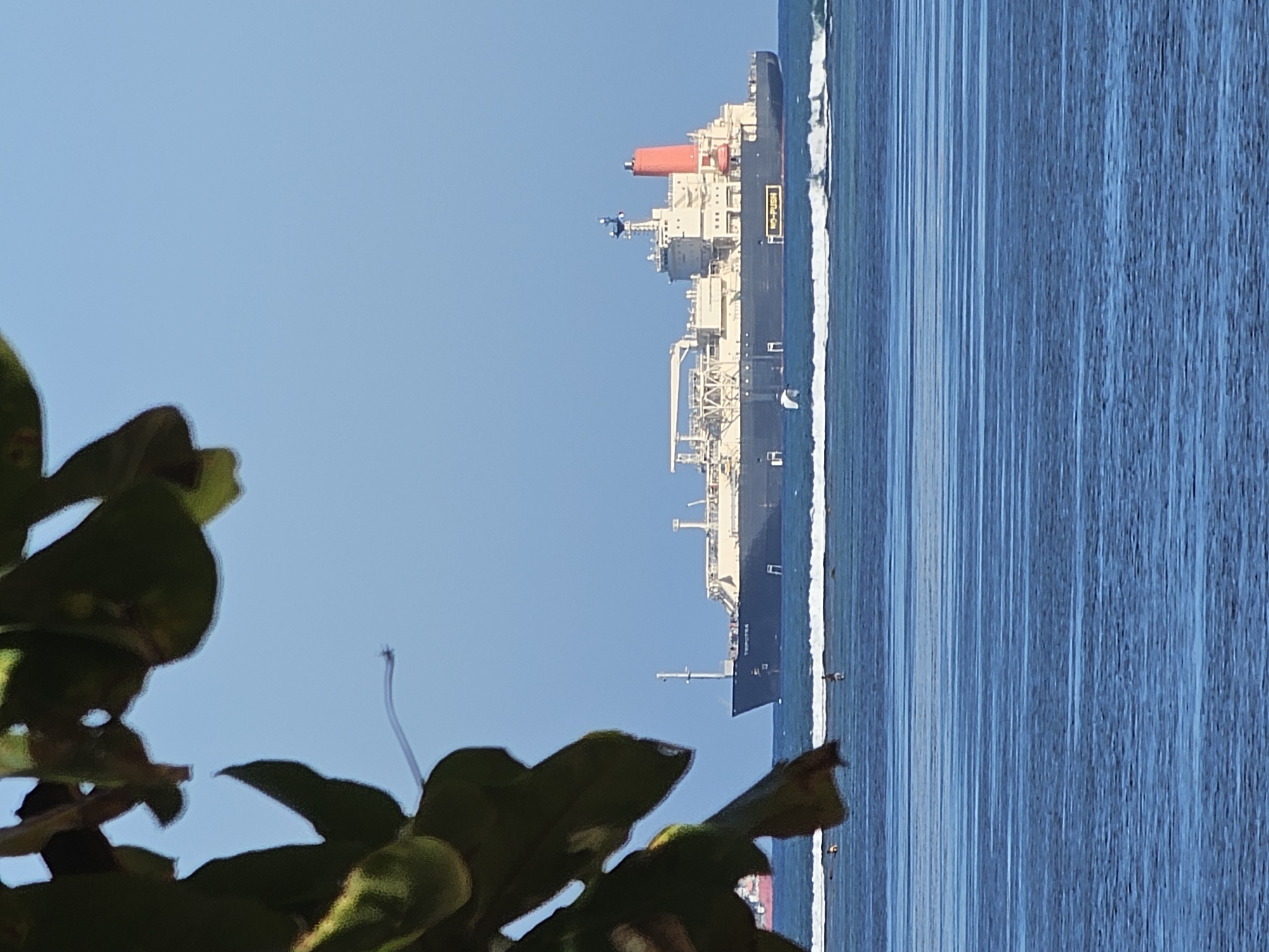 A large cargo ship, identified by the text "TRIPOTRA" on its hull, sails on a calm blue ocean under a clear blue sky. The ship has a prominent red funnel and a complex superstructure with cranes and walkways. In the foreground, dark green leaves from a tree partially obscure the view. The ocean has gentle waves, and several small figures, possibly surfers or swimmers, are visible in the water near the shore. The scene appears to be a coastal area, likely near Denpasar, Indonesia, given the tropical foliage and the type of vessel.
