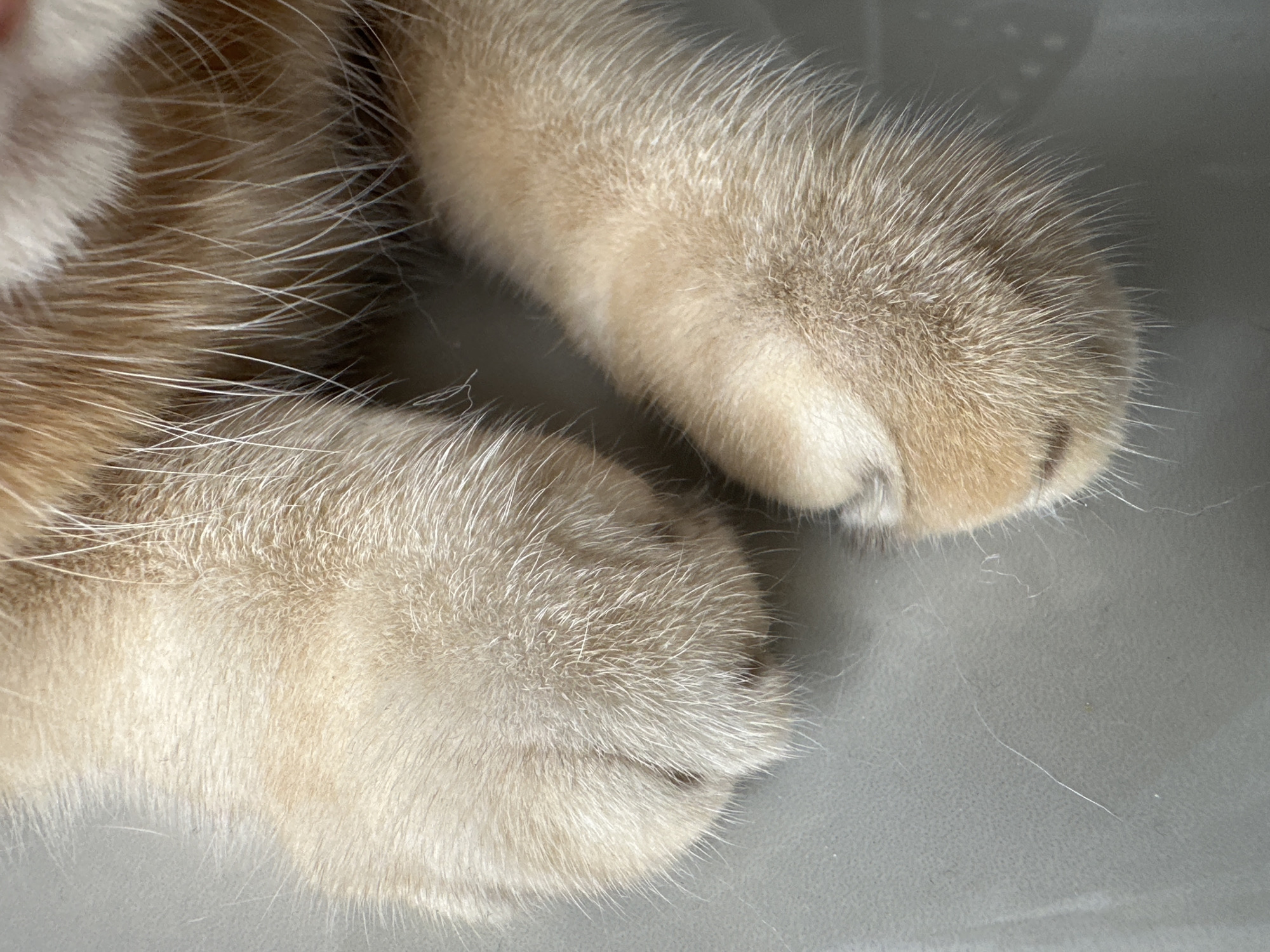 A close-up shows two cat paws with light brown and white fur resting on a smooth, gray surface. The fur is dense and appears soft. The background is out of focus and featureless.