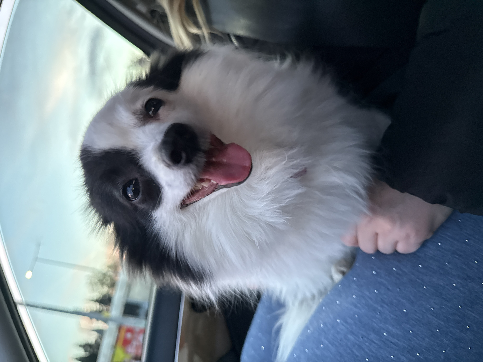 A close-up, slightly angled photograph depicts a medium-sized, black and white dog inside a car. The dog is panting with its tongue out and looking directly at the camera. The dog's fur is long and fluffy, primarily white, with black markings around its eyes and on the top of its head. The car window is visible to the left, showing an out-of-focus cityscape with what appear to be buildings and trees. Part of a person's hand and blue speckled clothing are visible on the right side of the frame. The location may be within the general area of Stara Zagora, Bulgaria.