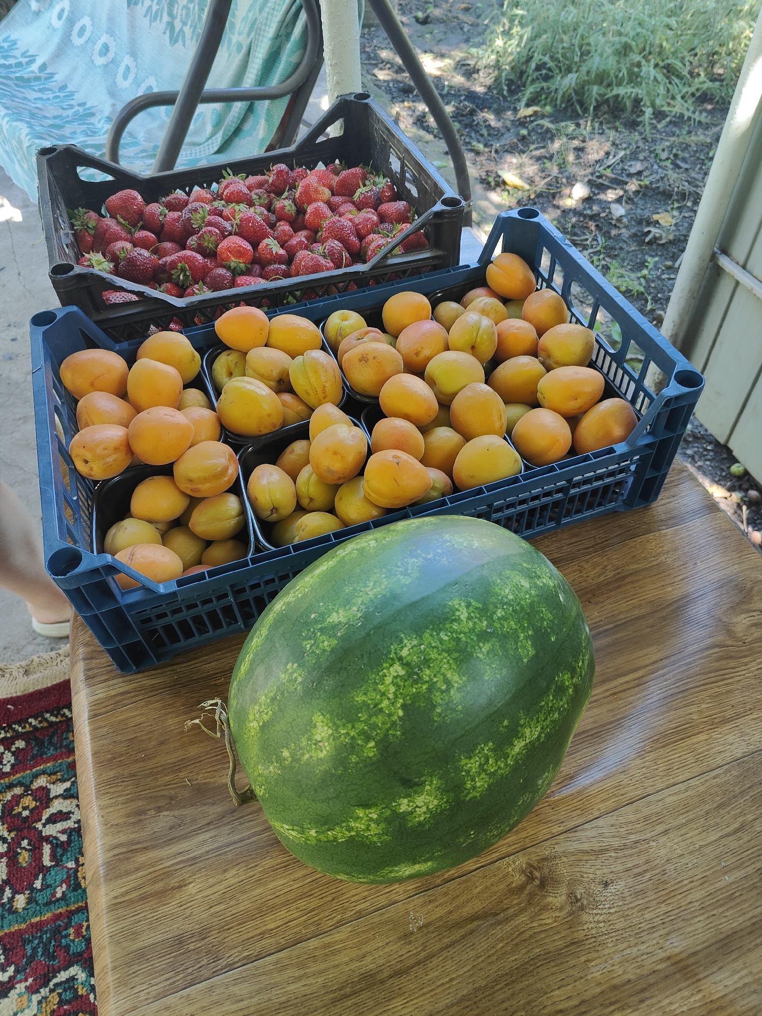 In Kryvyi Rih, Ukraine, on a wooden table outdoors, a large green watermelon with a striped rind sits in the foreground. Behind it, a blue plastic crate is filled with ripe apricots, some of which are a vibrant orange while others are a lighter yellow. To the left of the apricots, another black plastic crate overflows with red strawberries. The crates are situated on a surface that appears to be a table. In the background, hints of a garden or outdoor area are visible with greenery and a hint of a structure.