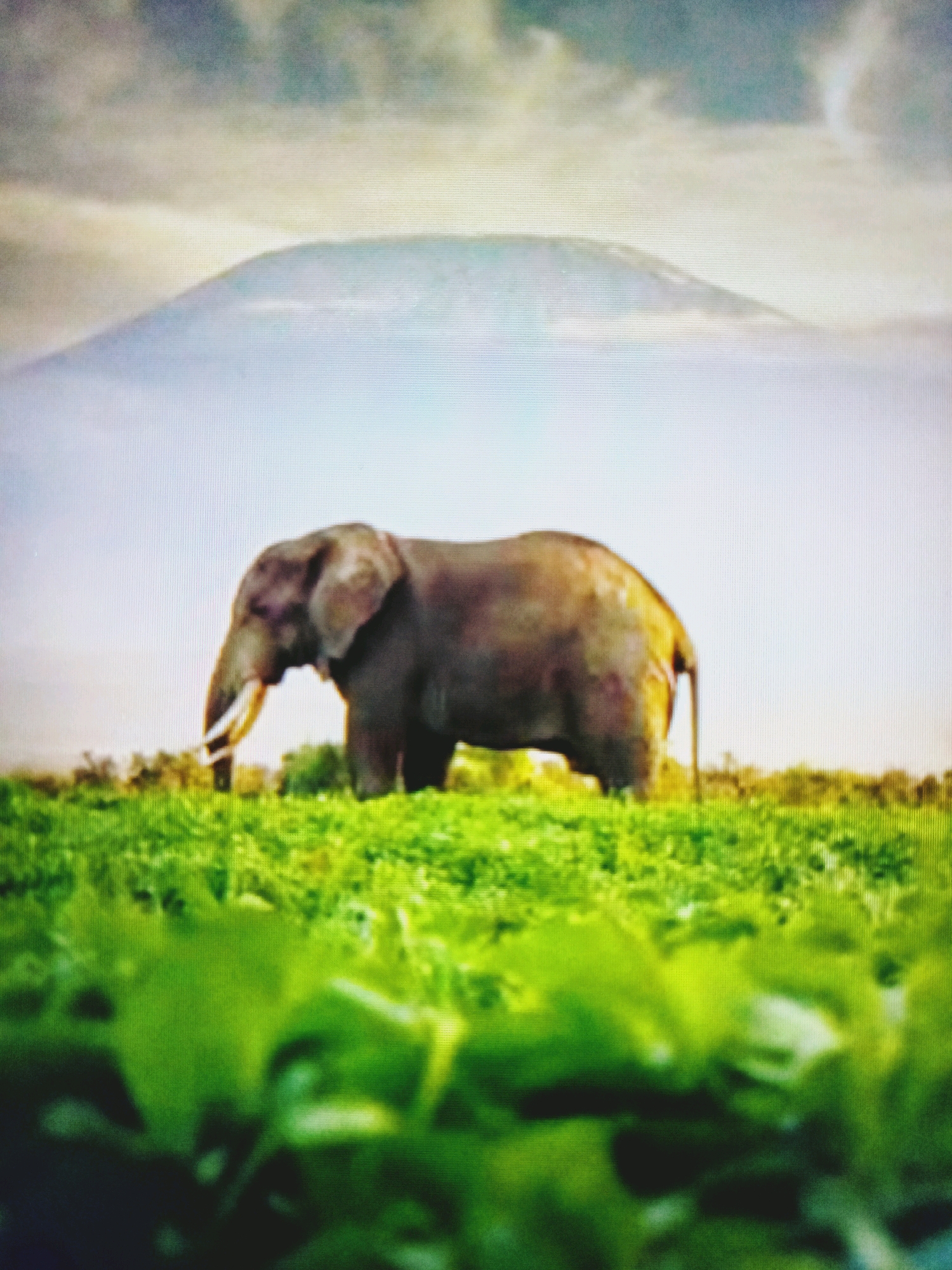 The image shows an elephant standing in a lush green field. In the background, there is a large, misty mountain. The sky is overcast. The elephant is a dark gray color and has large tusks. It is facing to the left of the frame. The field is covered in short, bright green grass and some scattered bushes and trees are visible in the distance. The mountain is shrouded in mist and appears to be very large. The overall impression of the image is one of natural beauty and tranquility. This image is not located in Bancharampur, Bangladesh.