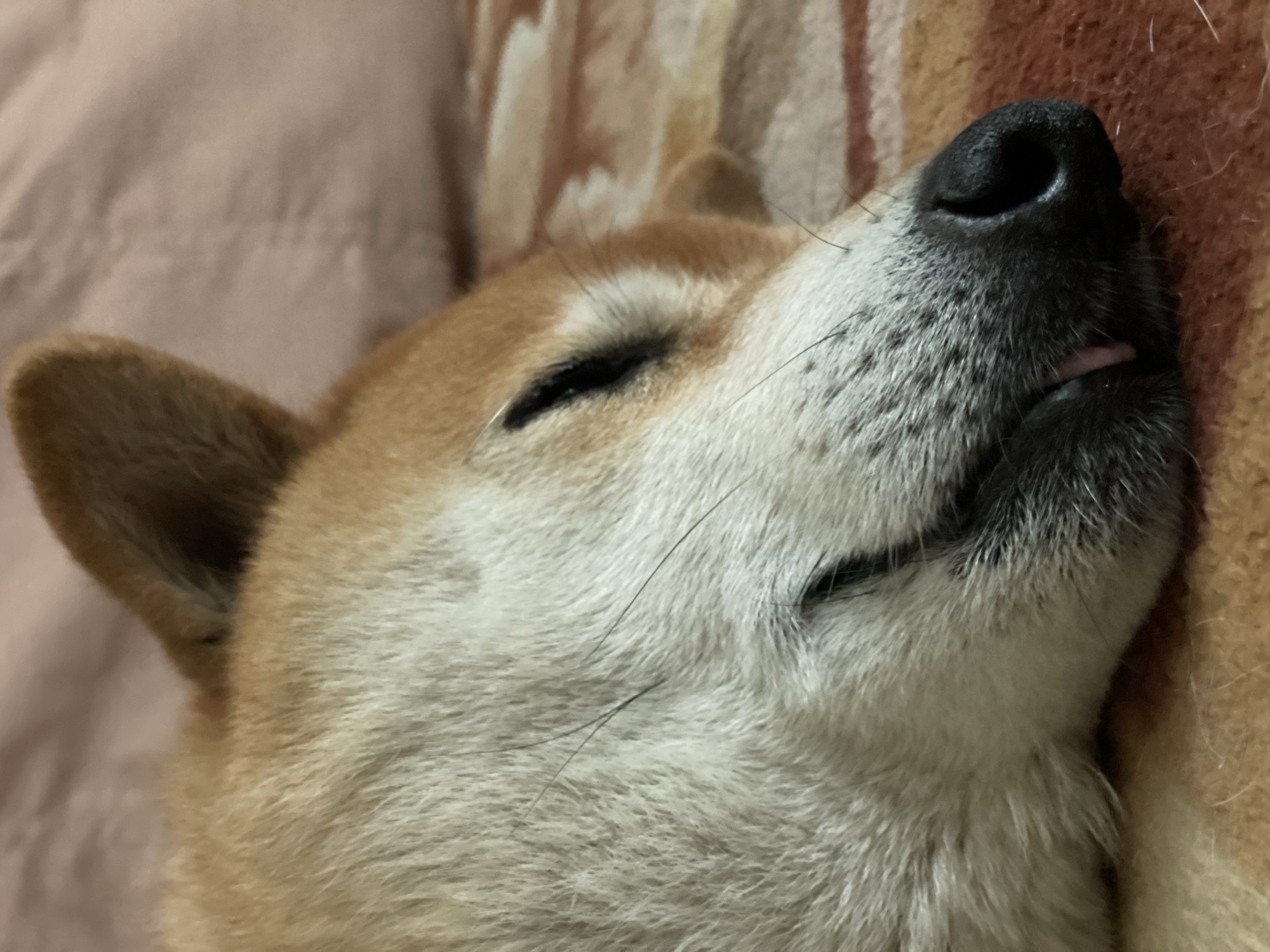 A close-up, eye-level shot shows the face of a sleeping Shiba Inu dog. The dog is lying on its side on a patterned blanket, with its eyes closed and its mouth slightly open, revealing a small portion of its tongue. The dog has tan and white fur, and its nose is black. The background is a soft, pinkish-brown surface. The image appears to have been taken indoors. There is no information that would suggest this image was taken in Zheleznogorsk, Russia.