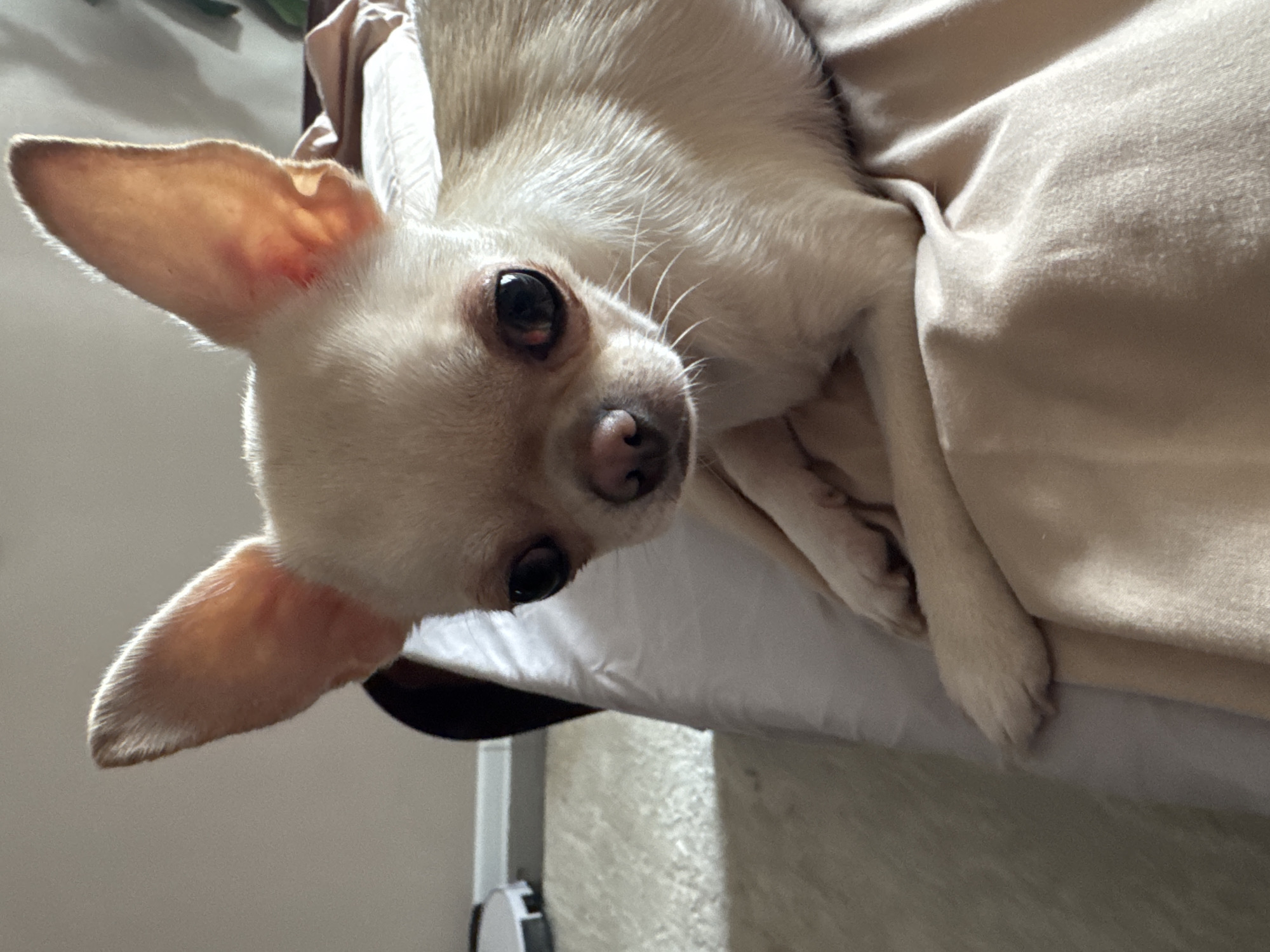 A light-colored Chihuahua dog with large ears and dark eyes is lying on a beige-colored fabric surface. The dog is positioned in the center of the frame, with its head tilted slightly to the left. The background is blurred and appears to be an indoor setting with a wall and carpet. There is no indication of the location being in Novosibirsk, Russia.