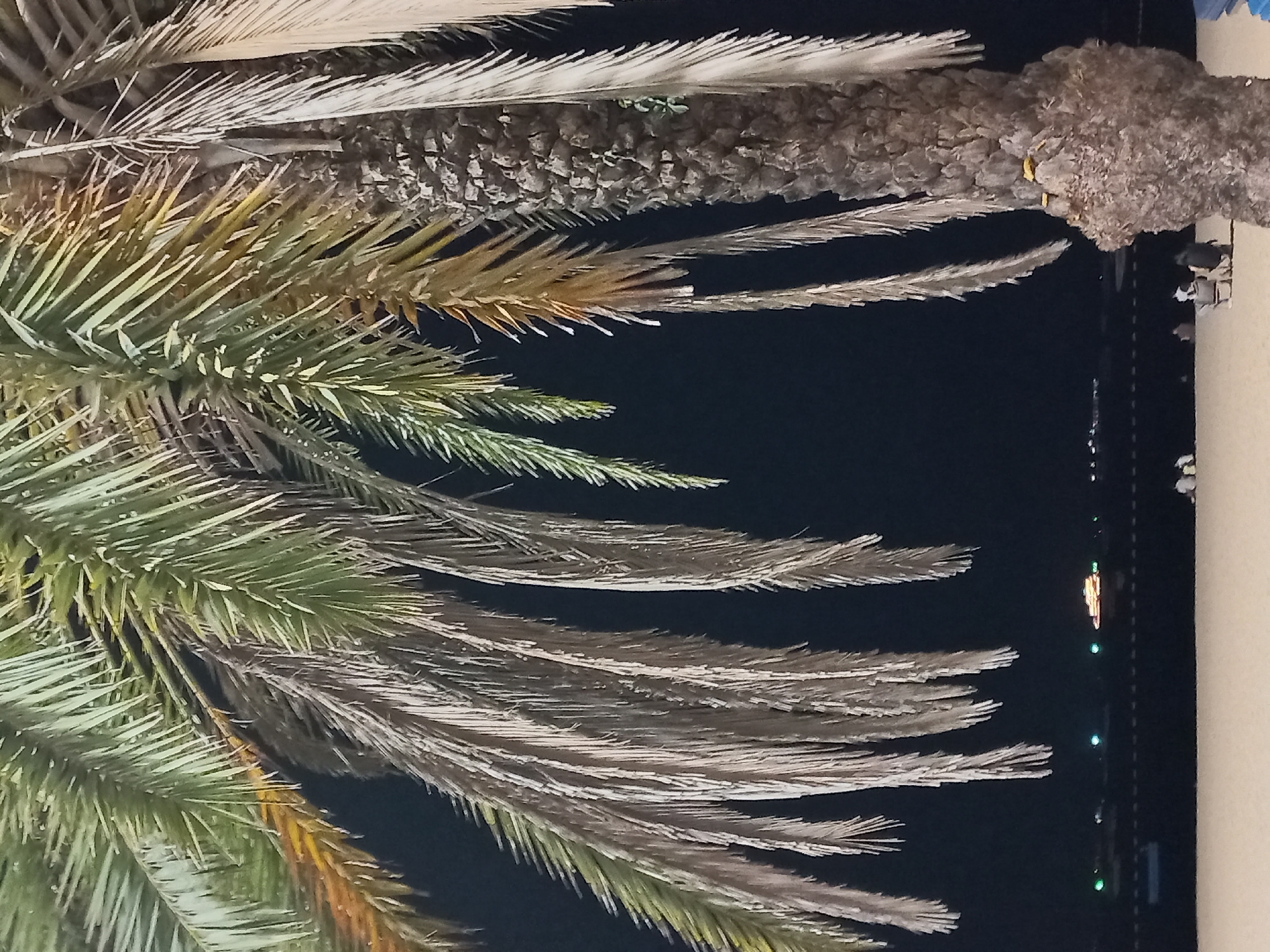 The image presents a close-up, upward view of a palm tree at night, set against a deep black sky. The predominant subjects are the palm fronds and the textured trunk of the tree.
Many fronds are a healthy green, fanning out across the left side of the frame, while others, particularly those higher up and extending towards the right, appear dried or aging, displaying shades of beige and light brown. The central part of the image features the rough, fibrous texture of the palm tree's trunk or base, which is characterized by remnants of old fronds.
The background is dominated by the dark expanse of the night sky. Along the right edge, a portion of a light-colored building or wall is visible. Further in the distance, against the dark background, a scattering of small, blurred lights can be seen, primarily green and yellow/orange, suggesting an urban street, pathway, or distant structures.
The image conveys a nighttime setting due to the dark sky and the presence of artificial lights. There is no human activity or visible text within the frame. The scene is consistent with a tropical or coastal urban environment, aligning with the location context of Pattaya City, Thailand.