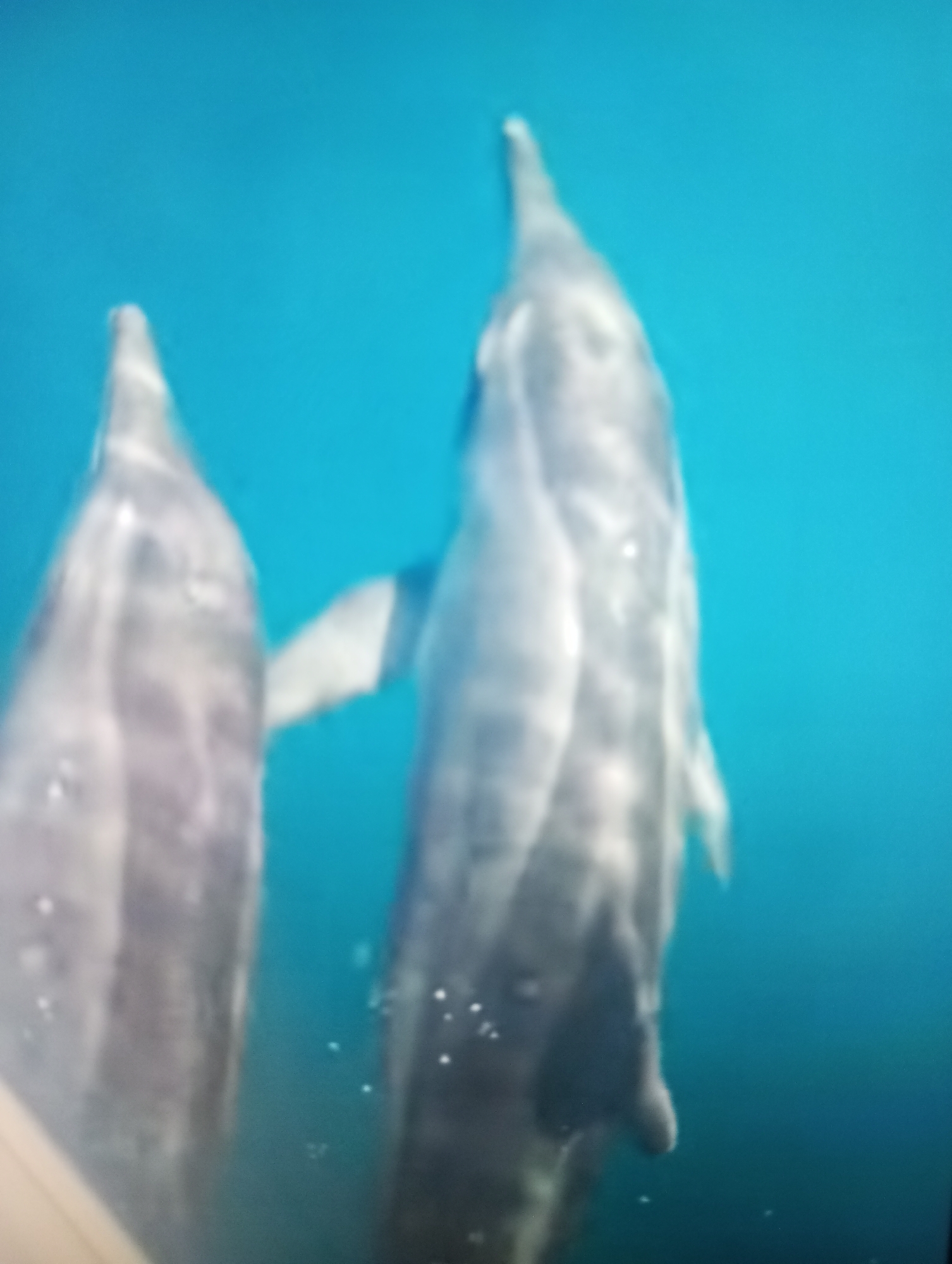 The media file depicts two dolphins swimming underwater in clear blue water. The dolphins appear to be the primary subjects, with their sleek bodies and dorsal fins visible. The image is slightly blurry, suggesting movement.
The scene is an underwater environment, likely the ocean or a large aquarium, given the presence of dolphins and the clear blue water. There are no humans visible in the frame. The lighting suggests it could be daytime, as light penetrates the water, creating subtle shadows and highlights on the dolphins' skin.
Notable details include the presence of small bubbles in the water, which could indicate the dolphins exhaling or disturbed by their movement. The dolphins are swimming in close proximity, suggesting they might be a pod or interacting with each other. The overall mood conveyed is one of peaceful aquatic movement. There is no visible text in the media file. The location context of Zahorna, Moldova, does not directly correlate with typical dolphin habitats, which are generally marine environments. Therefore, this context might be extraneous or refer to a location where dolphins are exhibited.