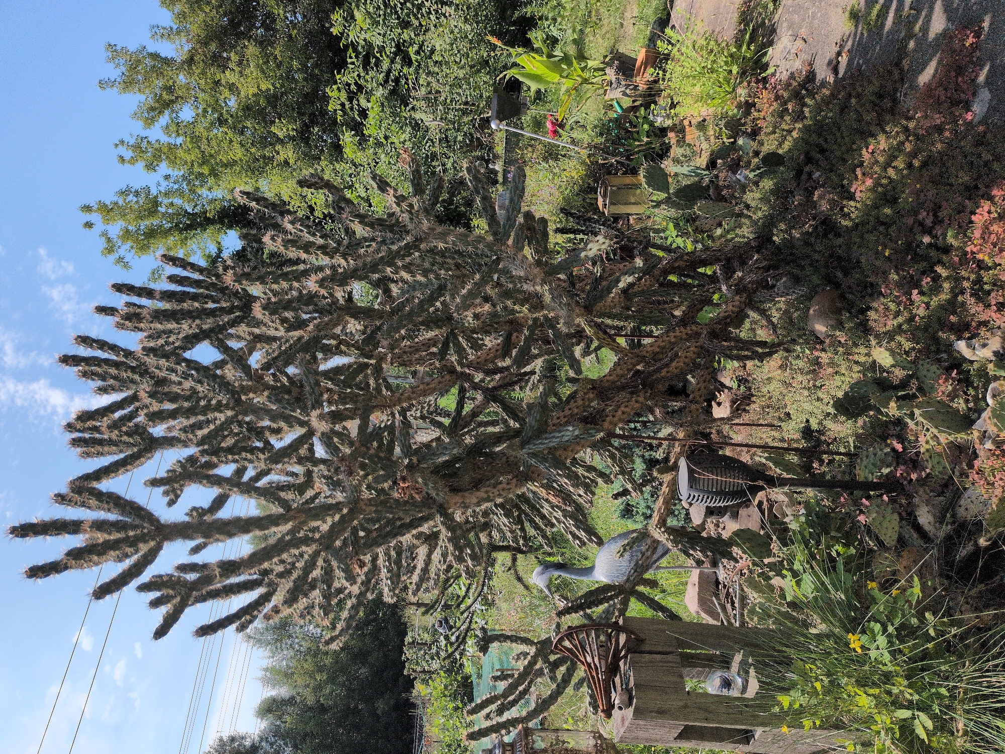 The image shows a dense, branched cactus in the foreground, with its spiny arms reaching upwards and outwards. Behind the cactus, a lush green garden is visible, with a variety of plants, including what appears to be a garden crane statue and a solar-powered garden light. The background consists of trees and a bright blue sky. There are no people or animals visible in the scene. The location is identified as being in Brandenburg an der Havel, Germany.