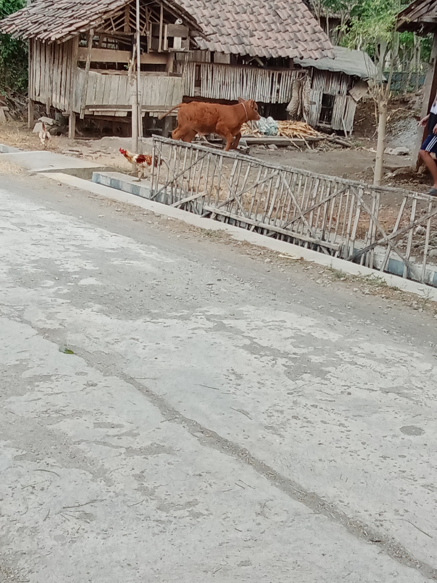 In Selowogo, Indonesia, a brown cow walks across a dirt path in front of a weathered wooden structure, possibly a barn or shed. Two roosters are present near the structure. A simple bamboo fence borders a raised area, and a concrete surface is visible in the foreground. A person's legs, wearing dark shorts with white stripes and dark shoes, are partially visible on the right side of the frame. The environment appears rural and rustic.