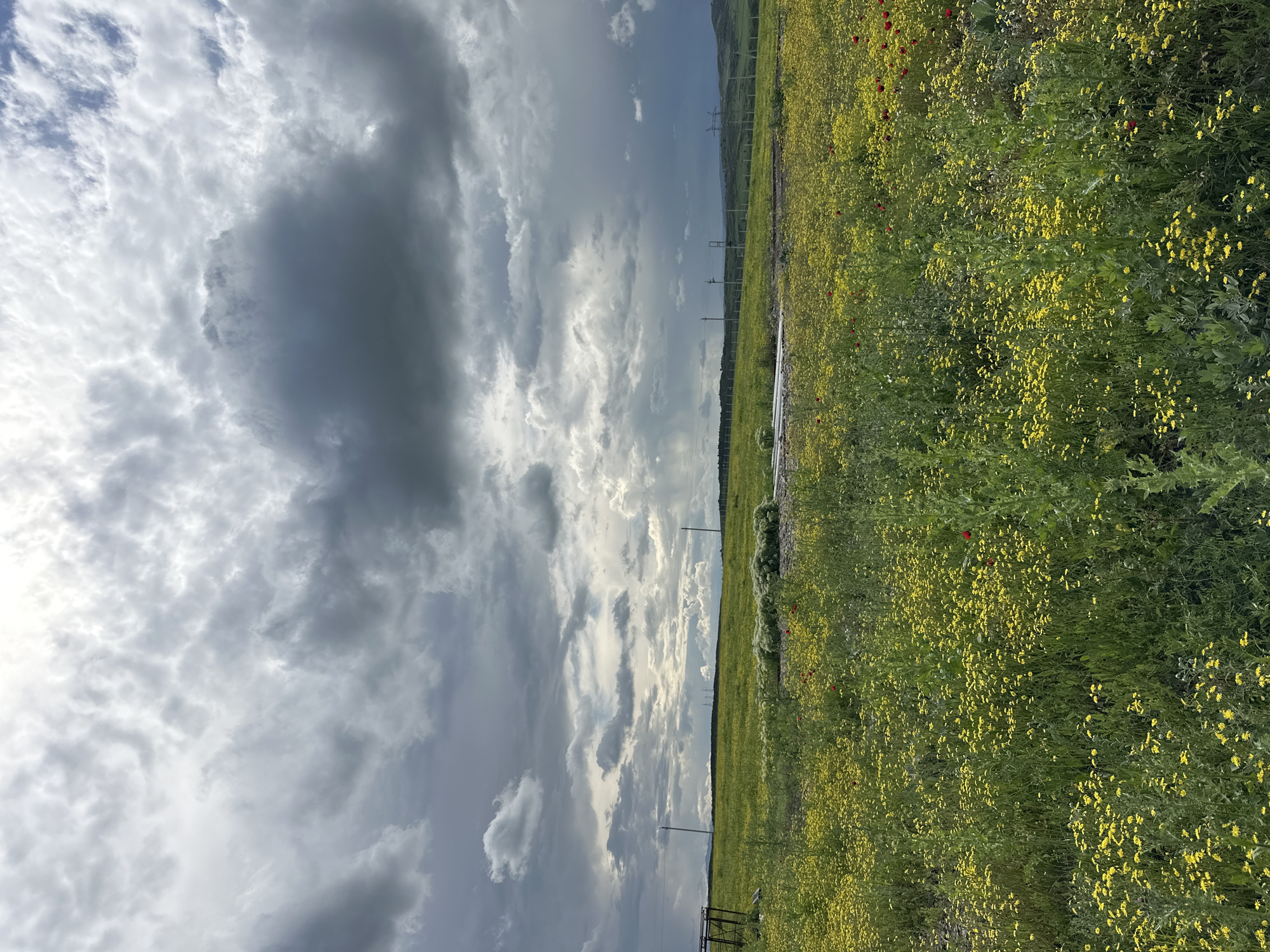 The image depicts a rural landscape, likely in the Marneuli region of Georgia. A field of green and yellow wildflowers stretches towards the horizon. There are occasional red flowers interspersed within the field. The sky is dominated by a mix of dark, ominous storm clouds and areas of bright, filtered sunlight. Utility poles with power lines are visible in the distance. The image is oriented vertically, with the field extending to the right and the sky to the left. The image is suggestive of an open field under stormy weather conditions.