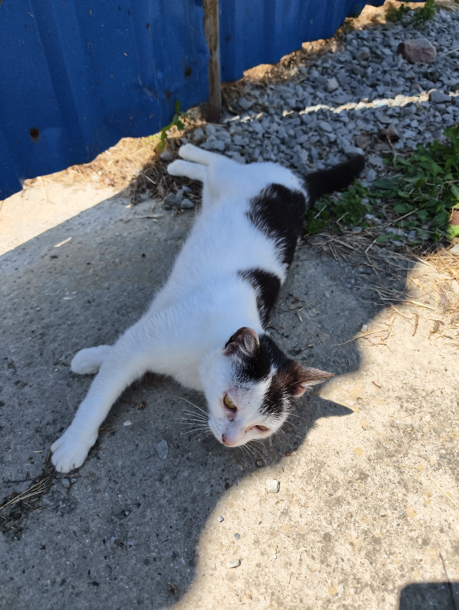 A black and white cat lies on a concrete surface in Chaika, Ukraine, with its body stretched out. The cat has yellow eyes and is looking towards the viewer. To the left of the cat, a blue corrugated metal fence is visible, partially obscured by shadows. The ground is a mix of concrete, gravel, dry grass, and some green vegetation. Sunlight casts a shadow on the concrete surface.