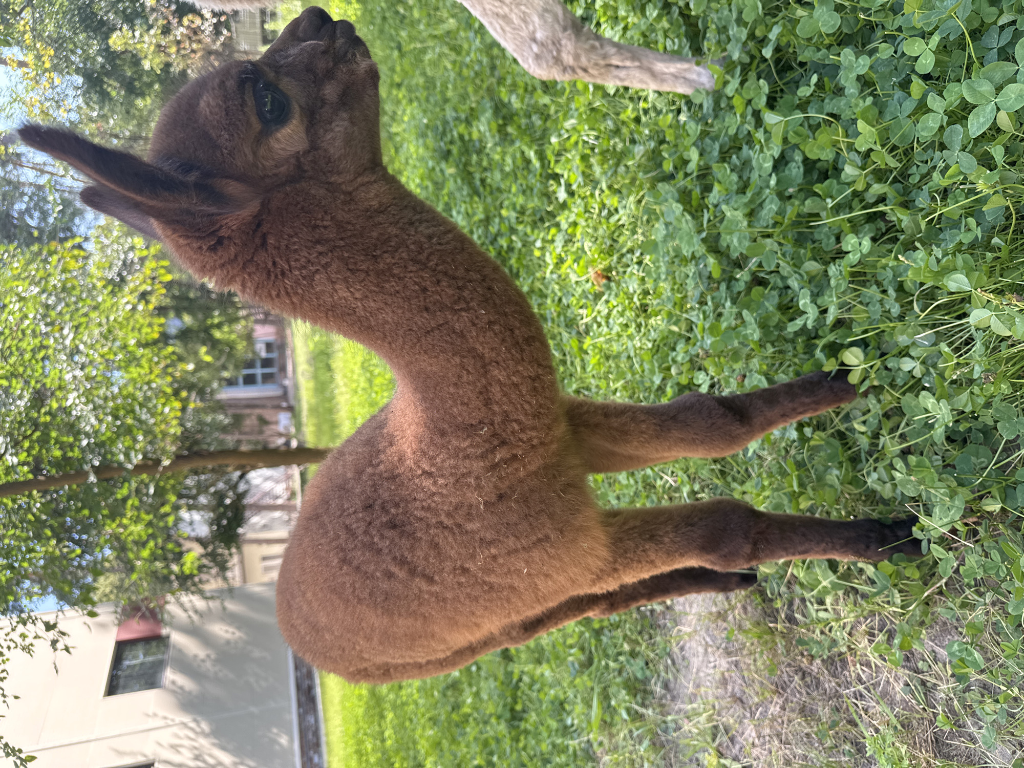 A brown baby alpaca stands in a grassy area, partially obscured by green clover. The alpaca is facing to the right, with its head turned slightly. In the background, a light-colored building with windows and a tree with green leaves are visible. The scene appears to be outdoors on a sunny day. The location is identified as Orlivshchyna, Ukraine.