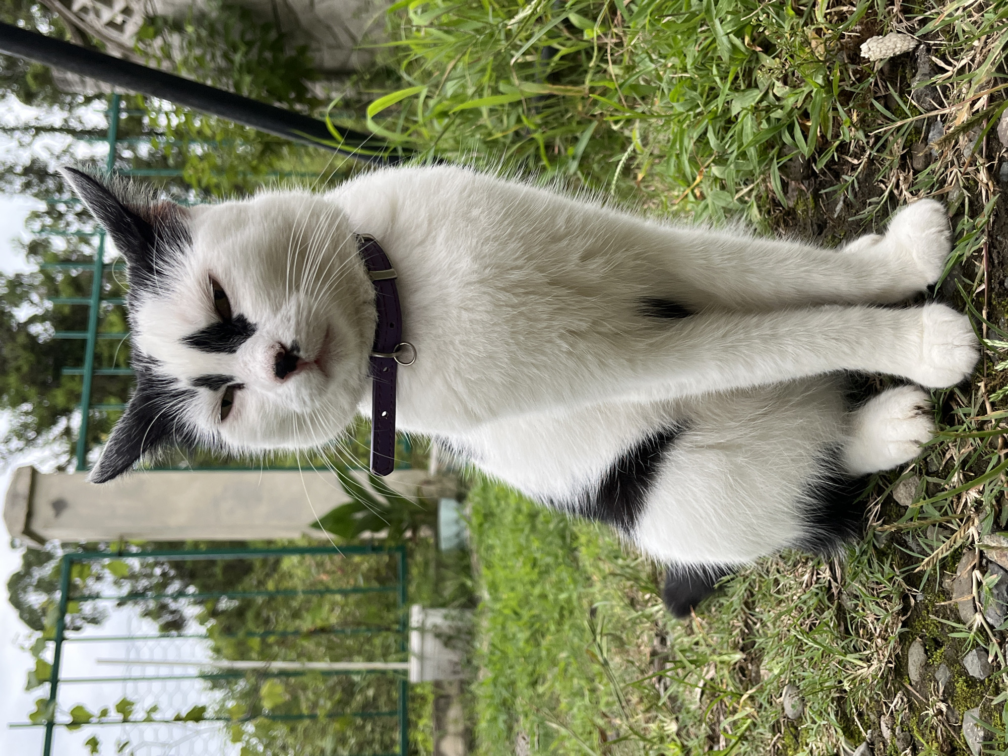 A black and white cat with green eyes and a purple collar sits facing forward on a patch of grass and gravel. The cat has black markings on its ears, a black patch above its nose, and a black stripe down its back. Behind the cat, a green metal fence with a concrete post is visible, along with lush green foliage and trees. The scene appears to be outdoors, possibly in a garden or yard, in the city of Ureki, Georgia. The cat is the sole subject of the image.