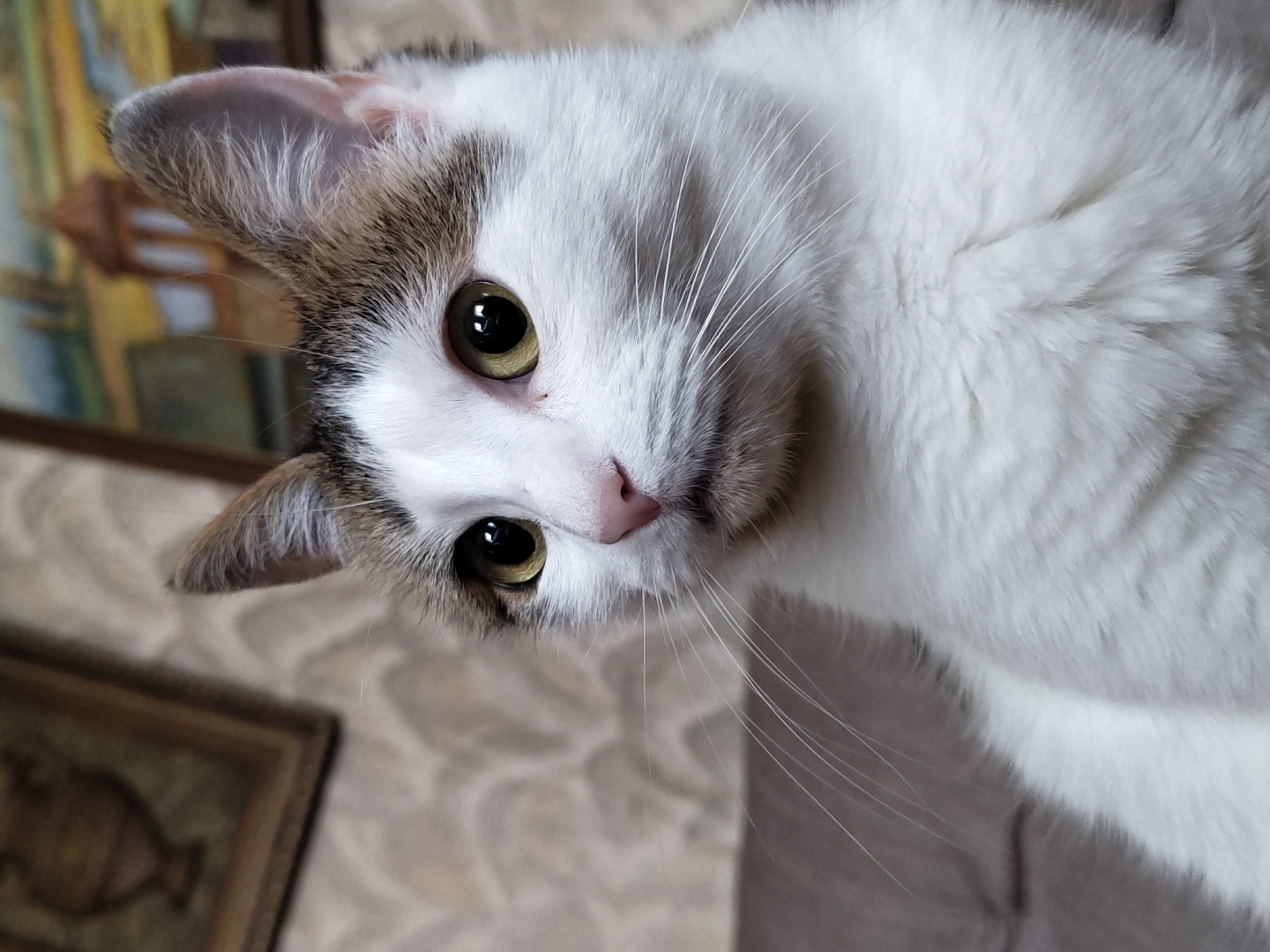 A close-up, eye-level, medium shot captures a white and grey tabby cat with large, golden eyes and pink nose, its gaze directed to the left. The cat is seated against a neutral-colored sofa, with a patterned wallpaper and two framed pictures visible in the background. The lighting appears to be artificial and soft. The image lacks any human presence or discernible urban features of a city.