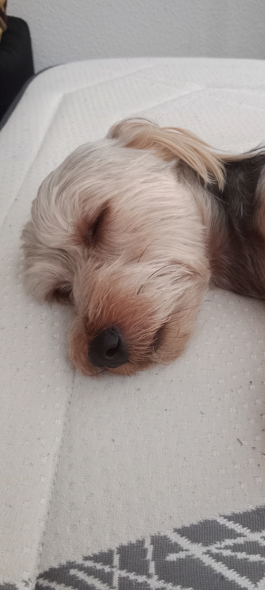 A close-up, vertical shot shows a Yorkshire Terrier dog sleeping on a white mattress. The dog's eyes are closed, and its head is resting on its side. The fur is a mix of blonde and grey. The mattress appears to be in a bedroom, with a wall visible in the background. The image does not contain any specific indicators to determine the location within Galapagar, Spain.